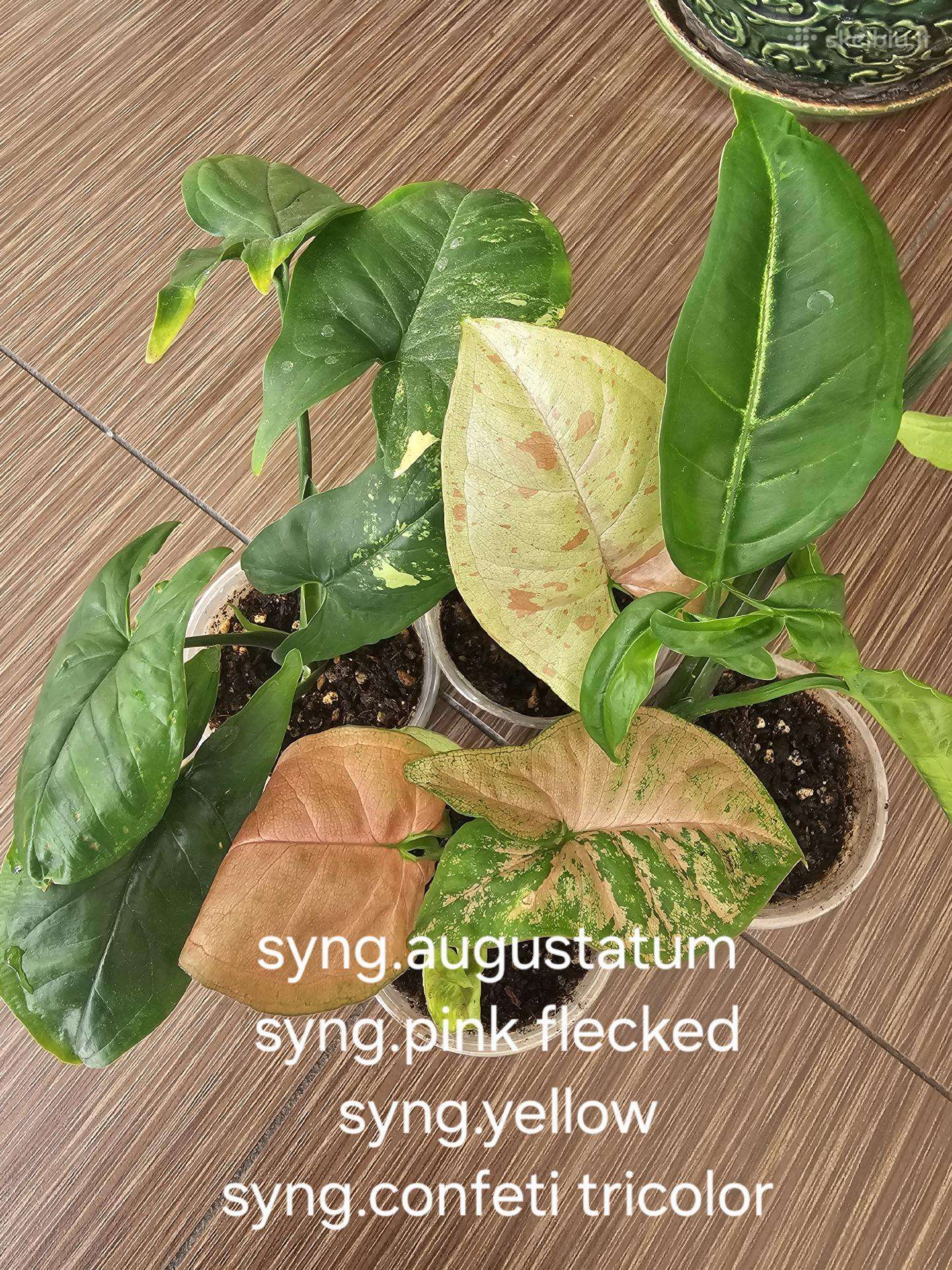 Syngoniumai