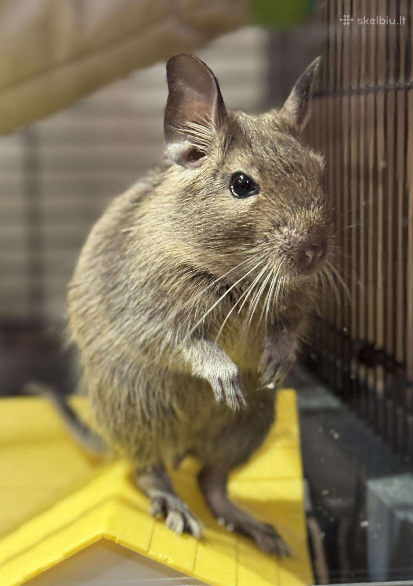 Dovanojami 2 Degu peliukai su narvu