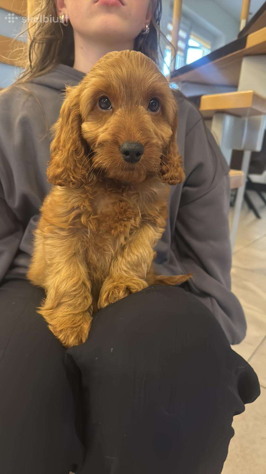 Cockapoo du berniukas