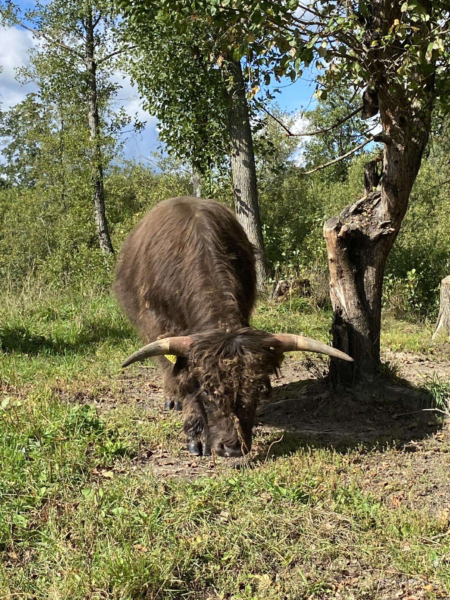 Grynaveisliai 100 % Hailendų buliukai