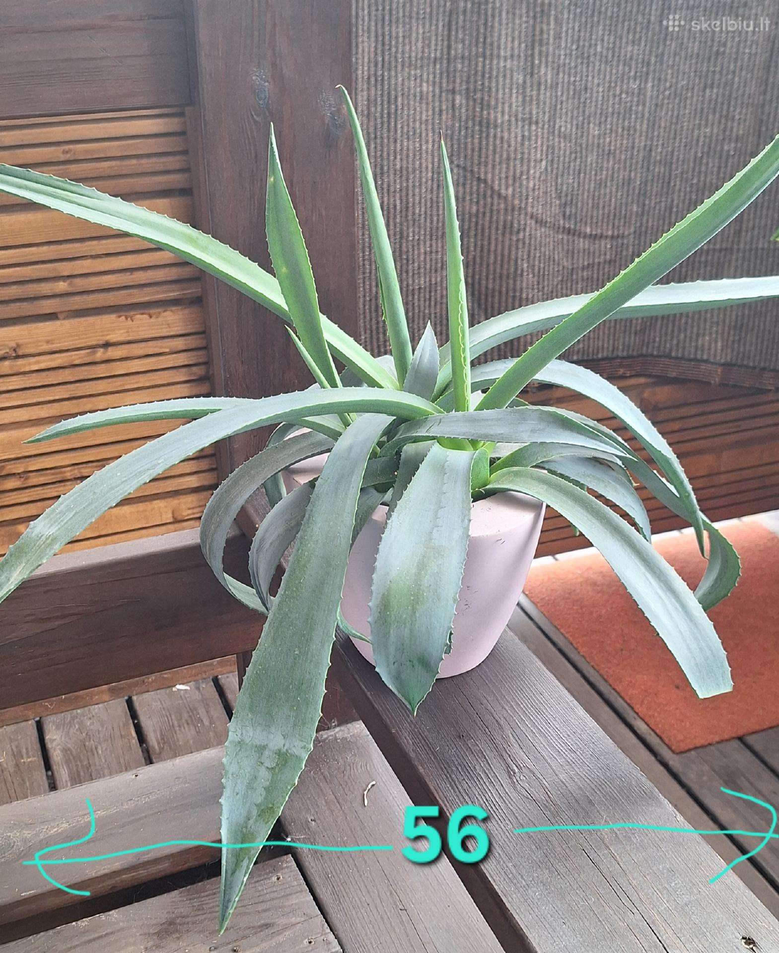 Agava