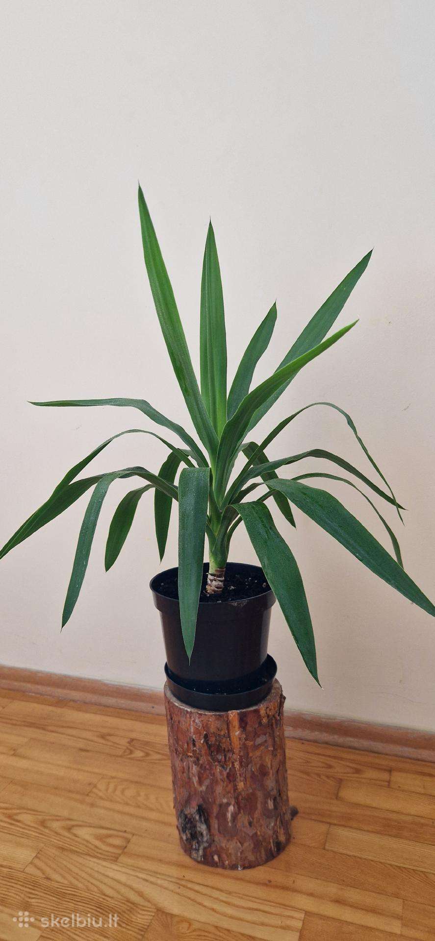 Palmė juka