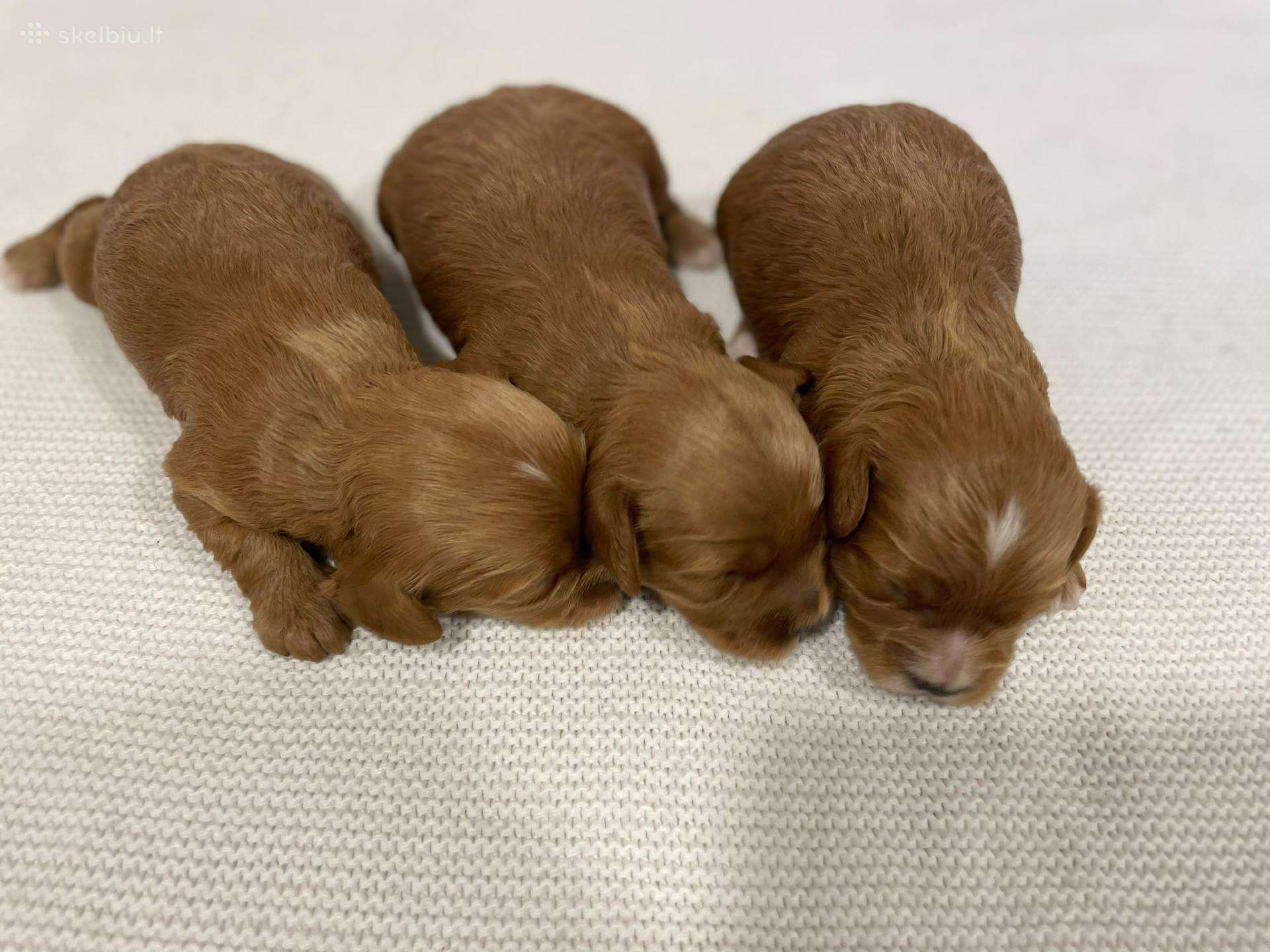 Cavapoo
