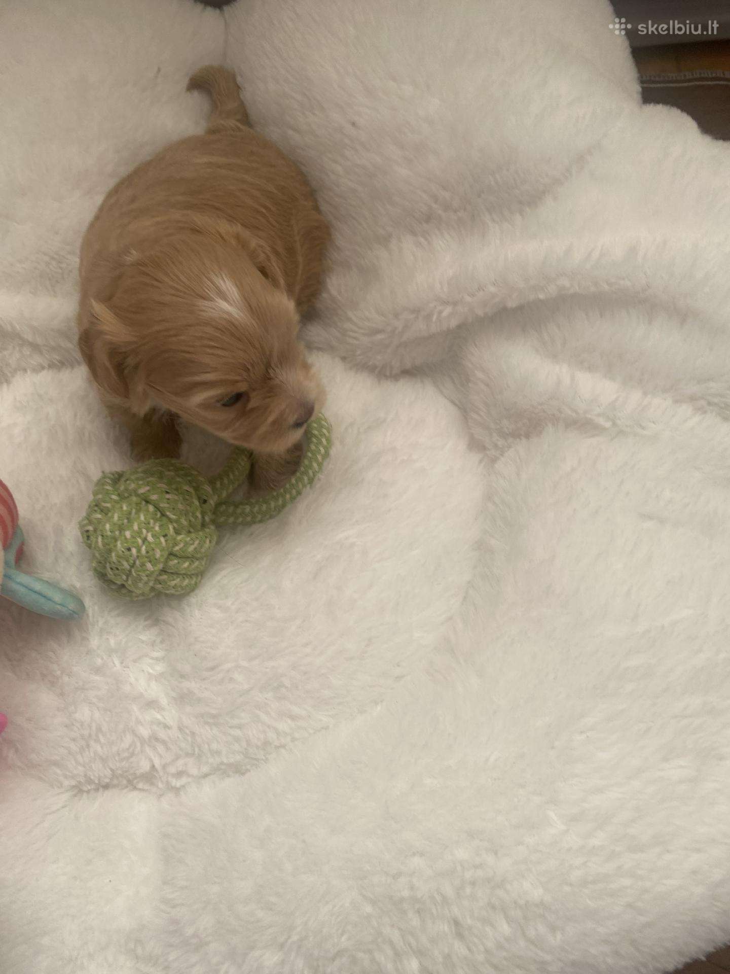 Maltipoo