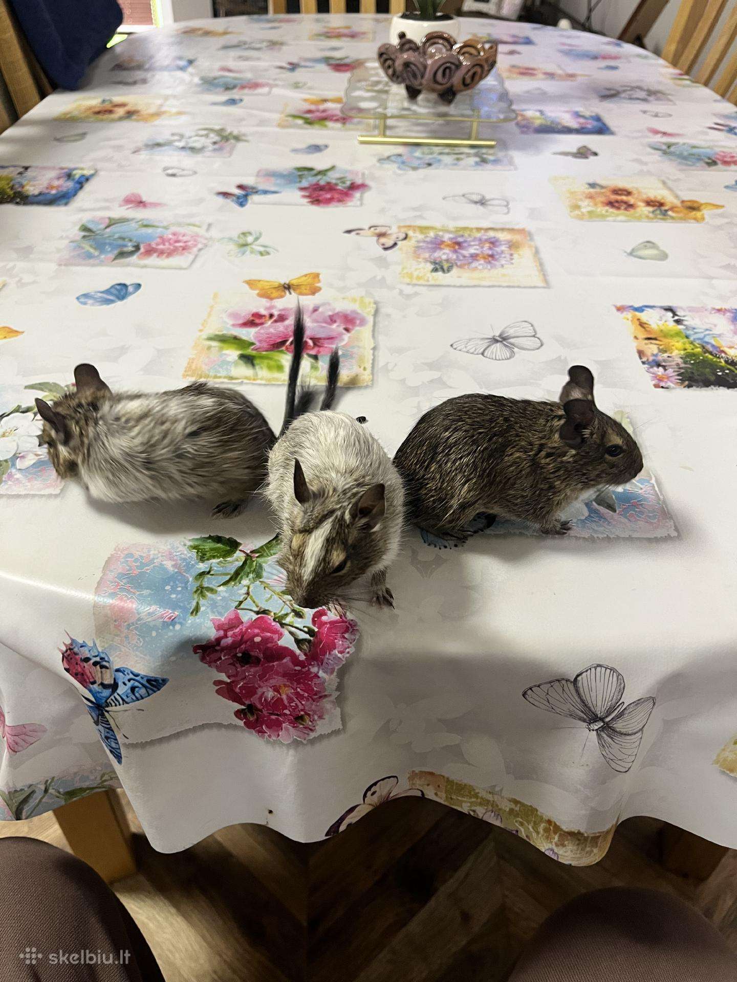 Degu grauzikai trys broliukai