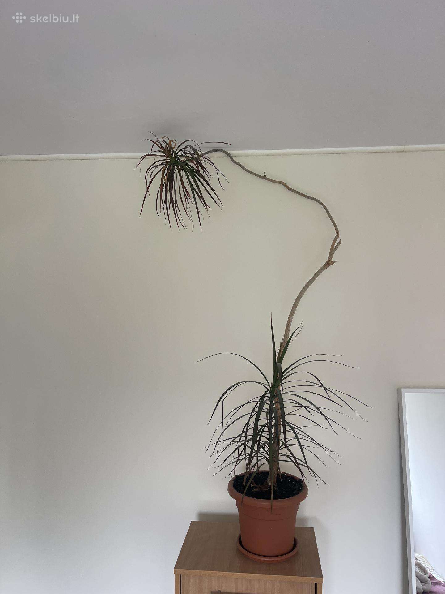 Parduode palme
