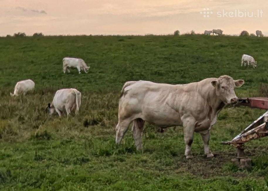 Šarole reproduktorius