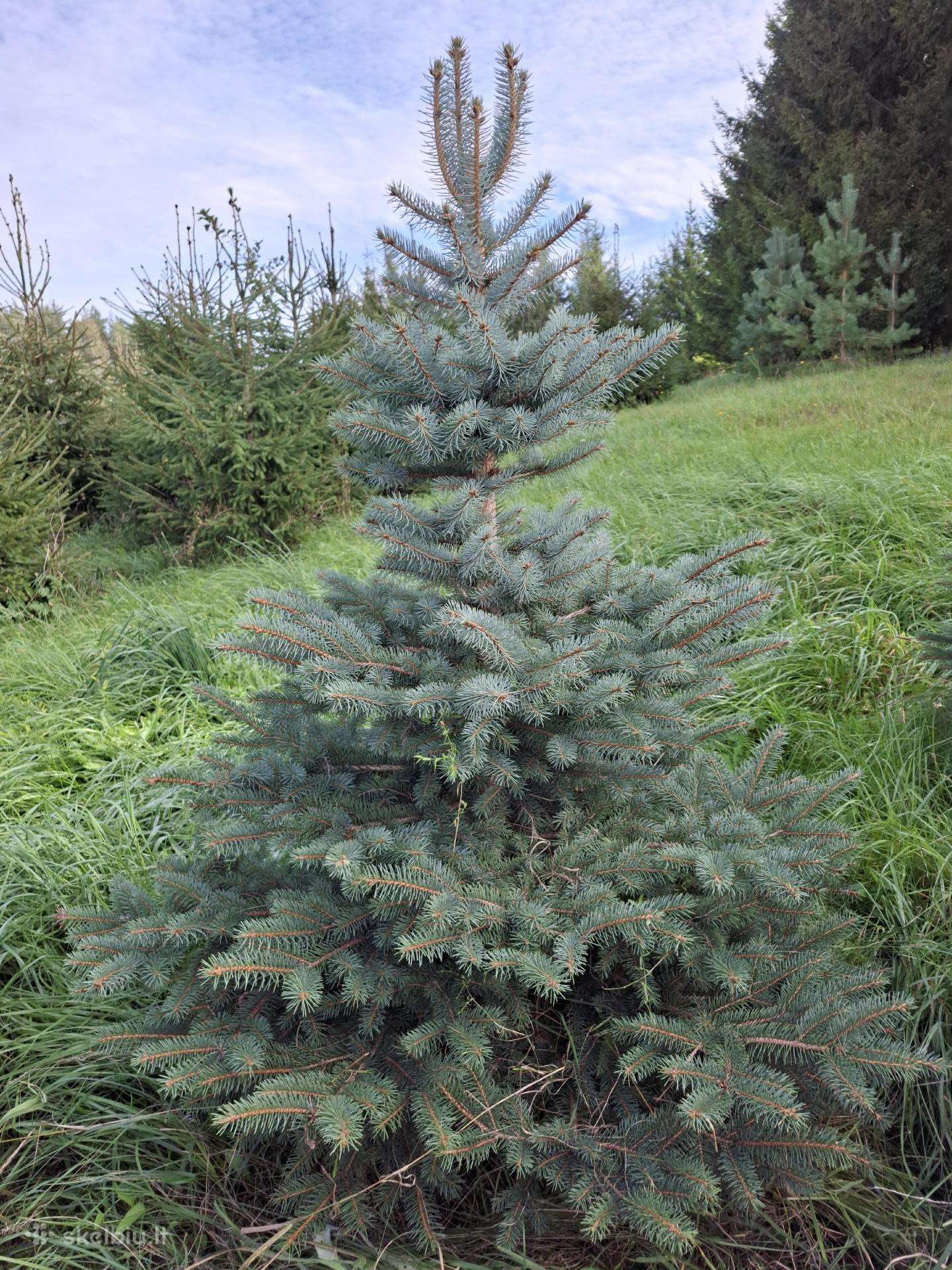 Sidabrinės eglutės, eglė paprastoji