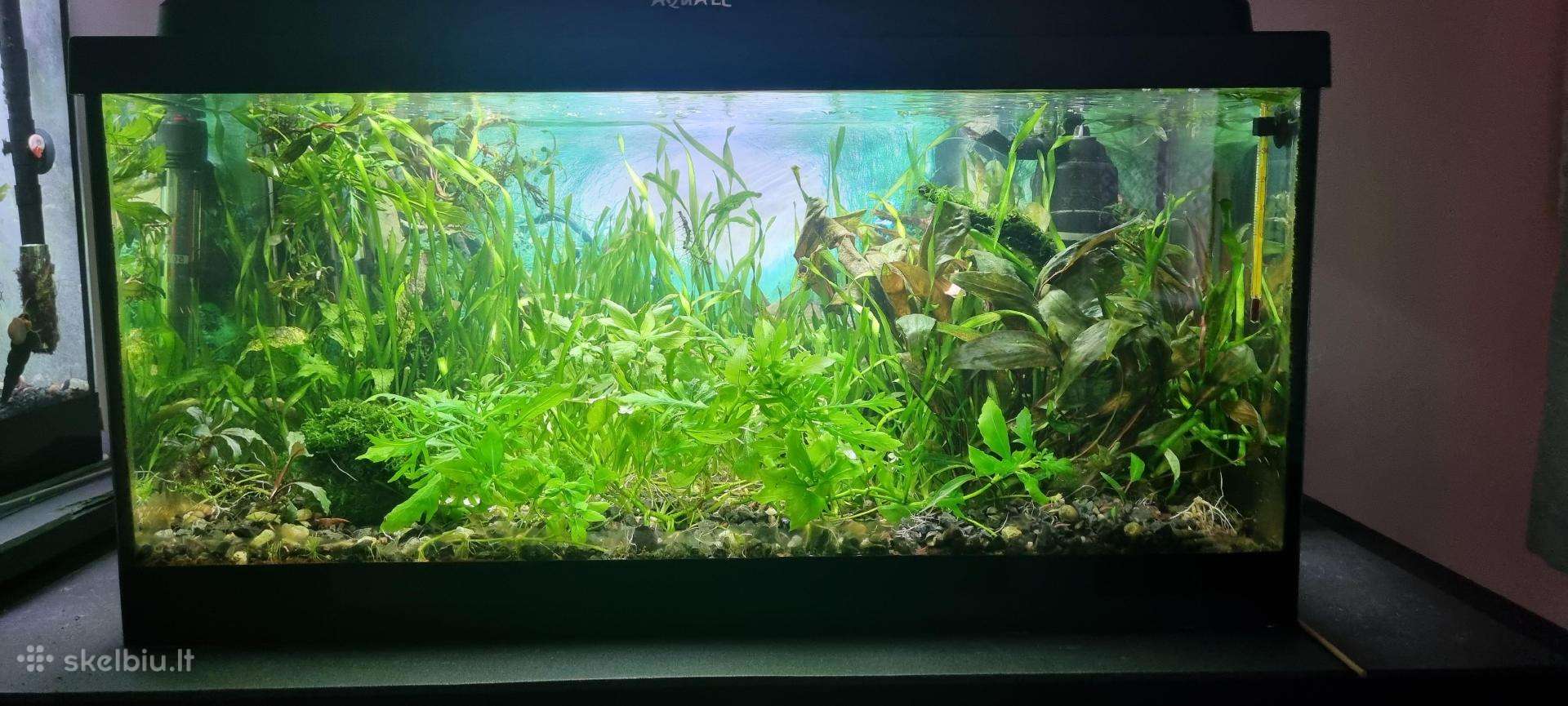 Akvariumas 54 l su spintele