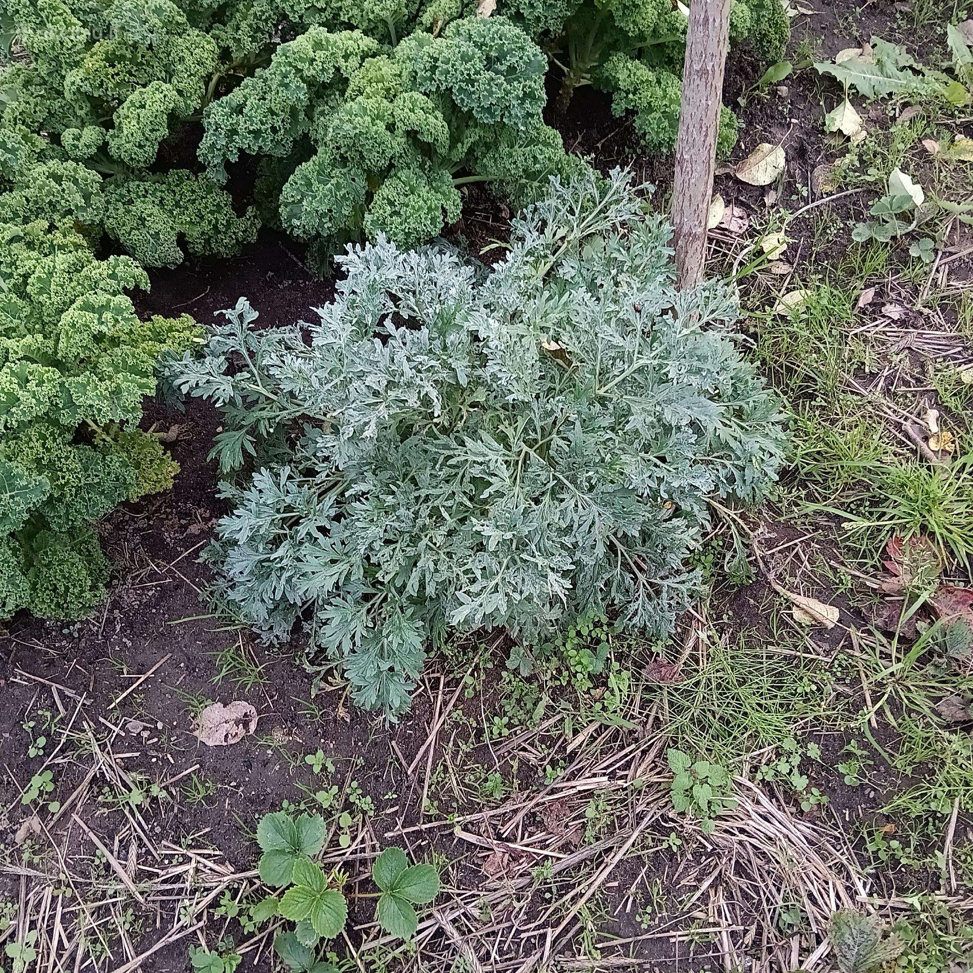 Pelynas
