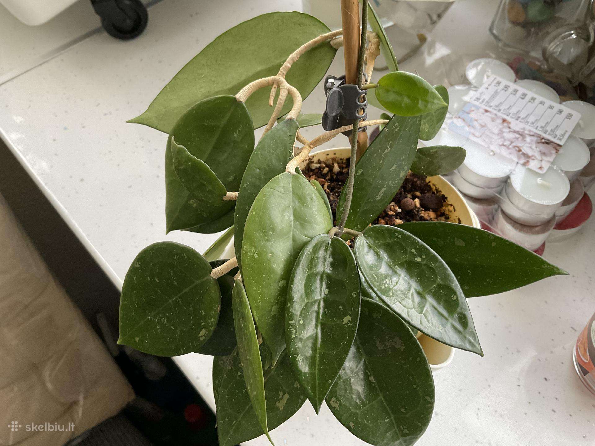 Hoya Black Edge