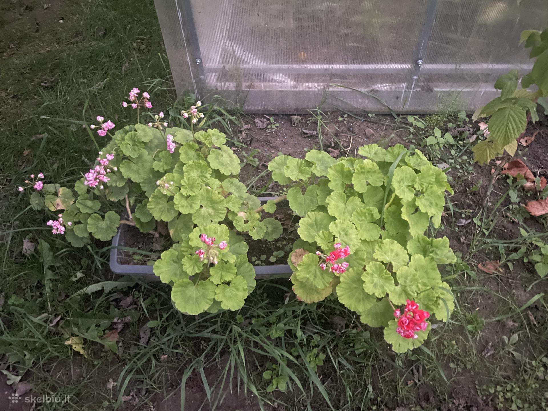 Rūšinės pelargonijos (2vnt) su loveliu