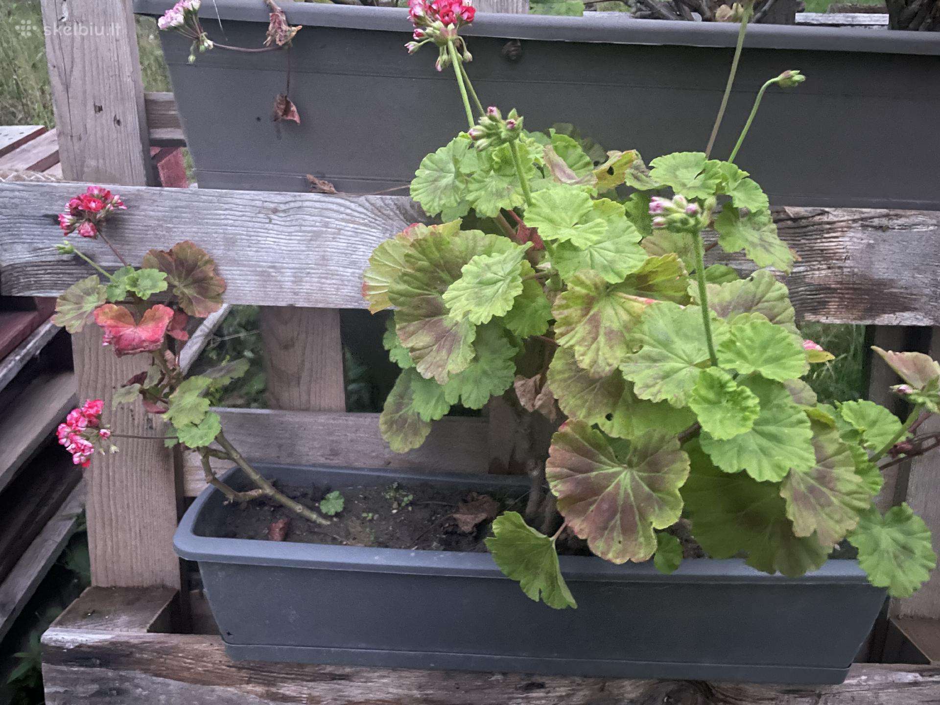 Parduodu pelargonijas