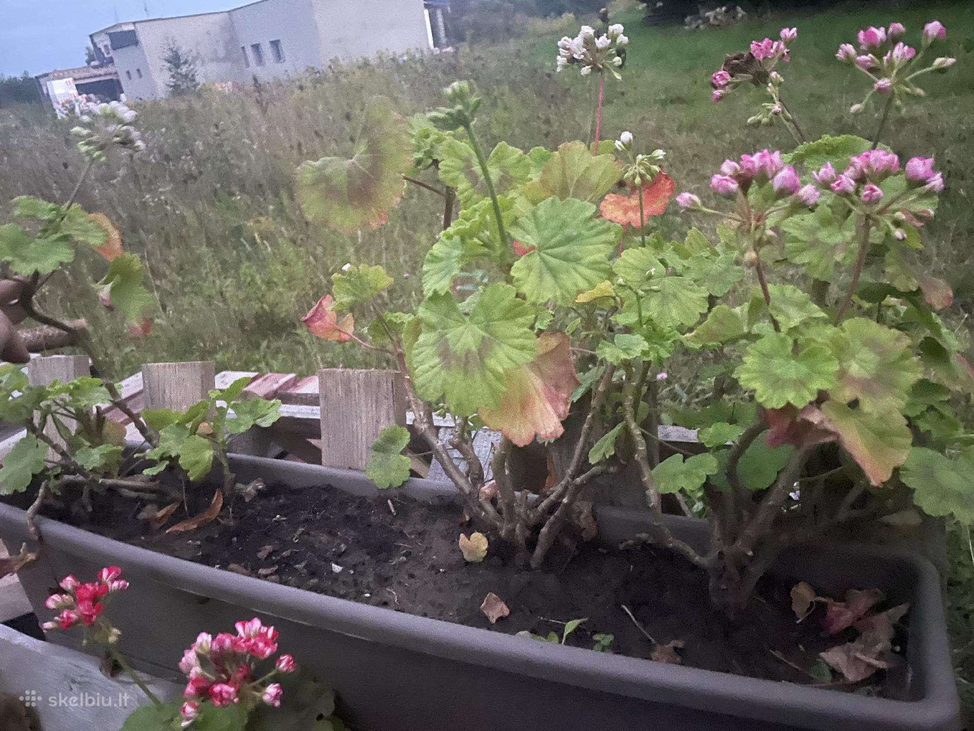 Rūšinės pelargonijos