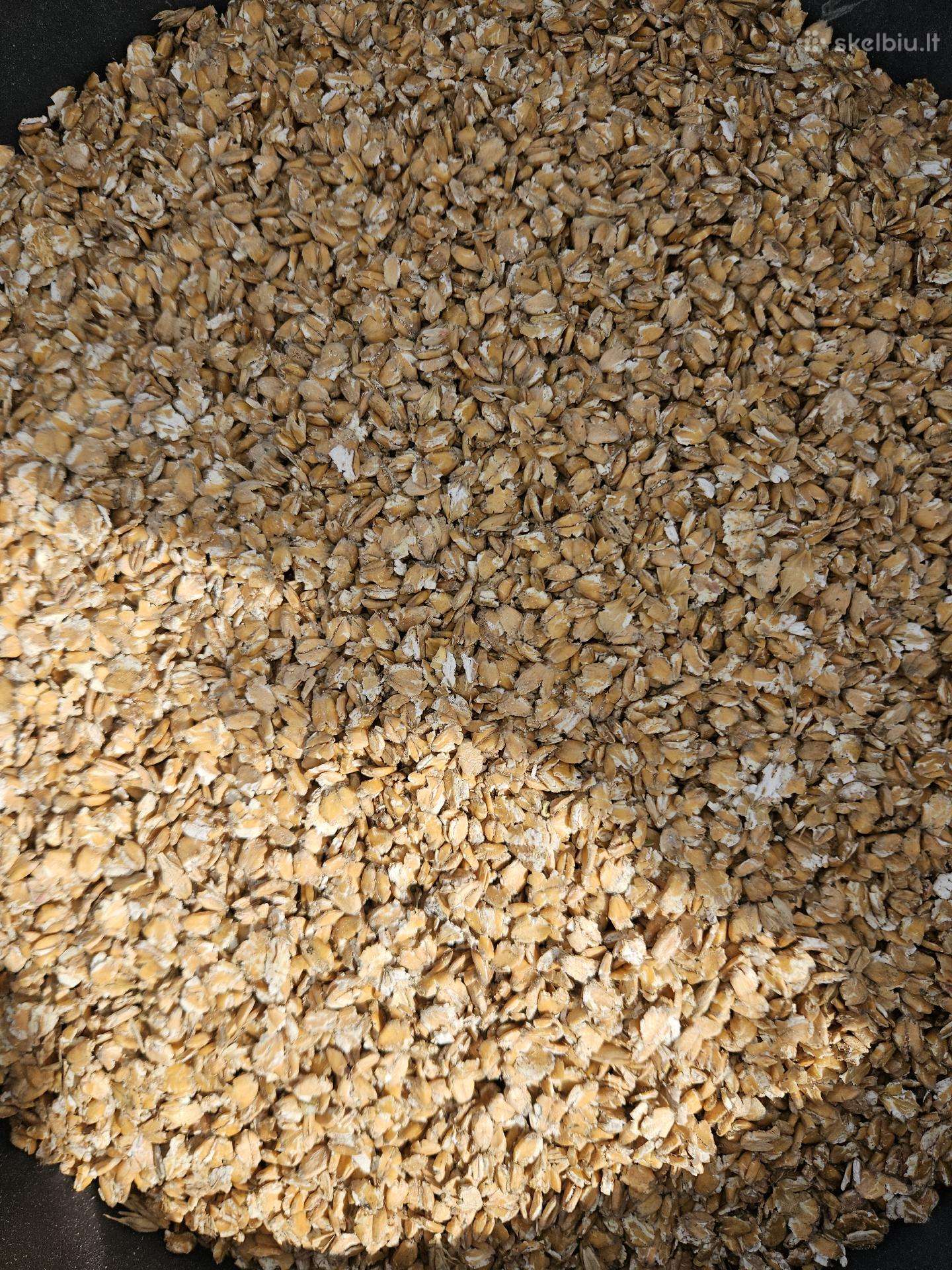 Traiskyti kvieciai, avizos