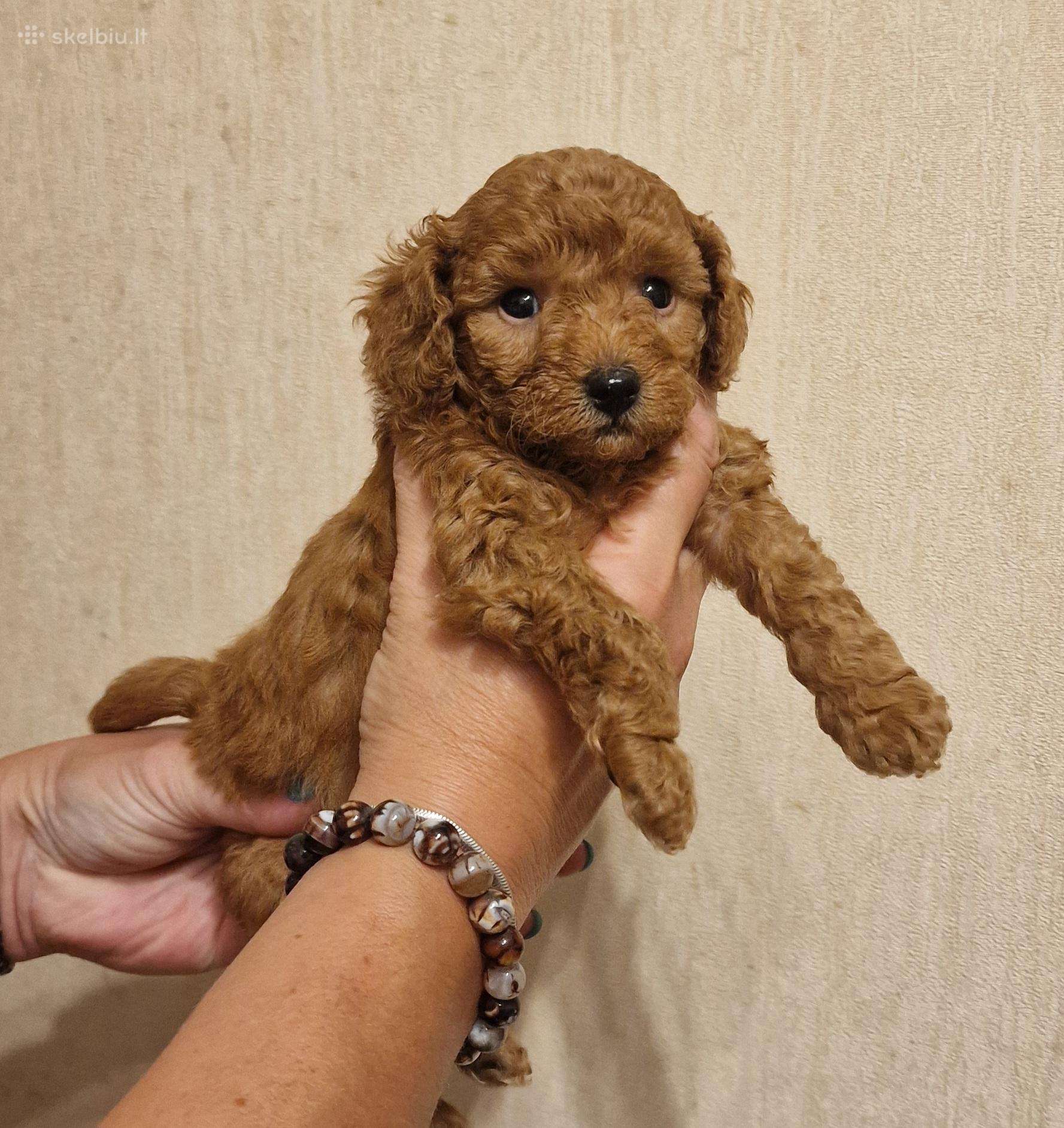 Toy pudeliukas