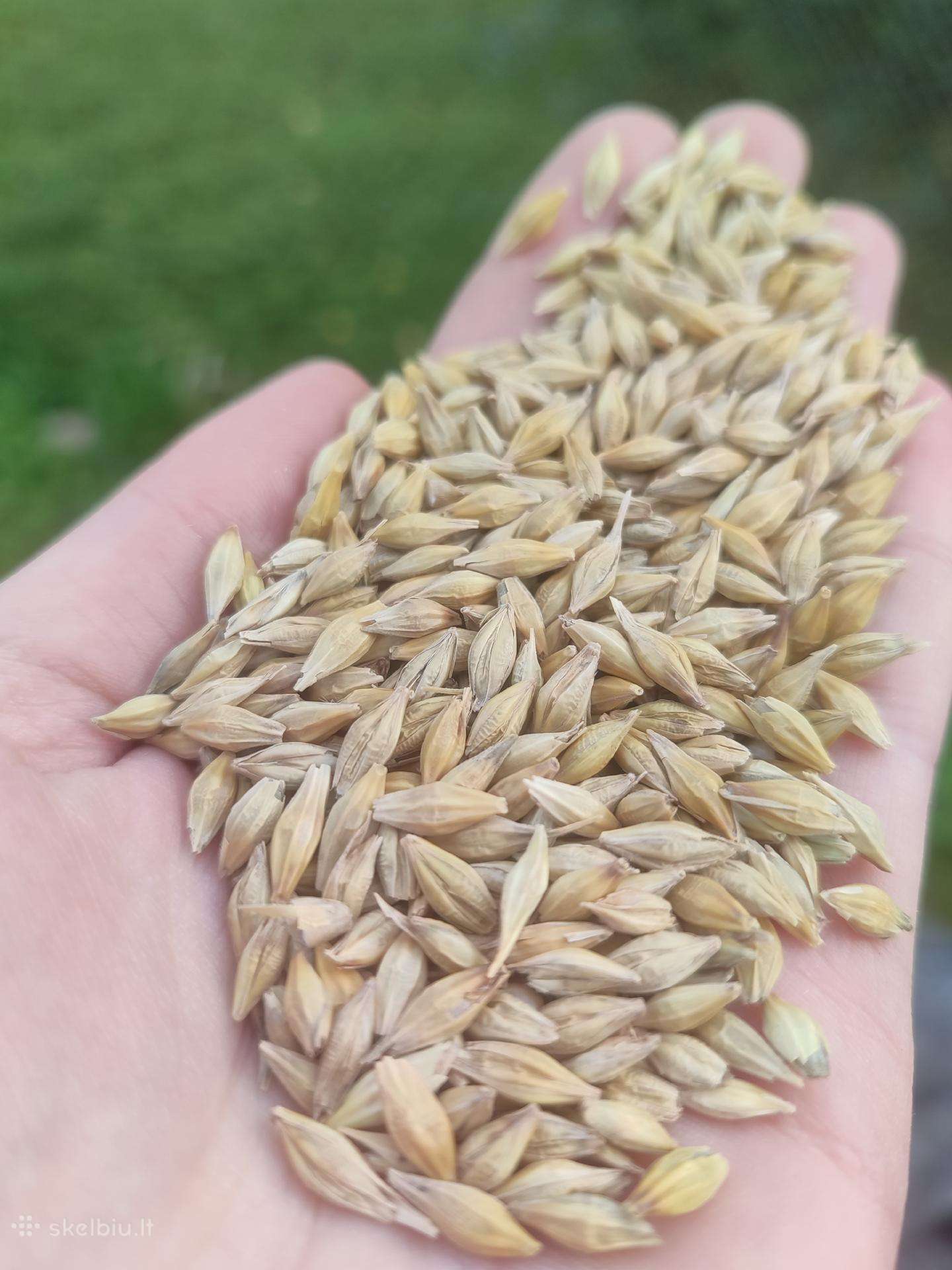 Žieminiai miežiai