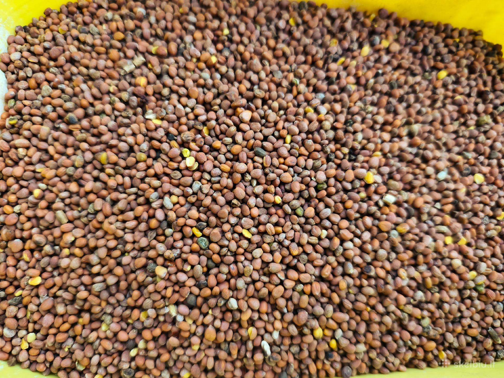 Parduodu aliejinį ridiką – 1 €/kg
