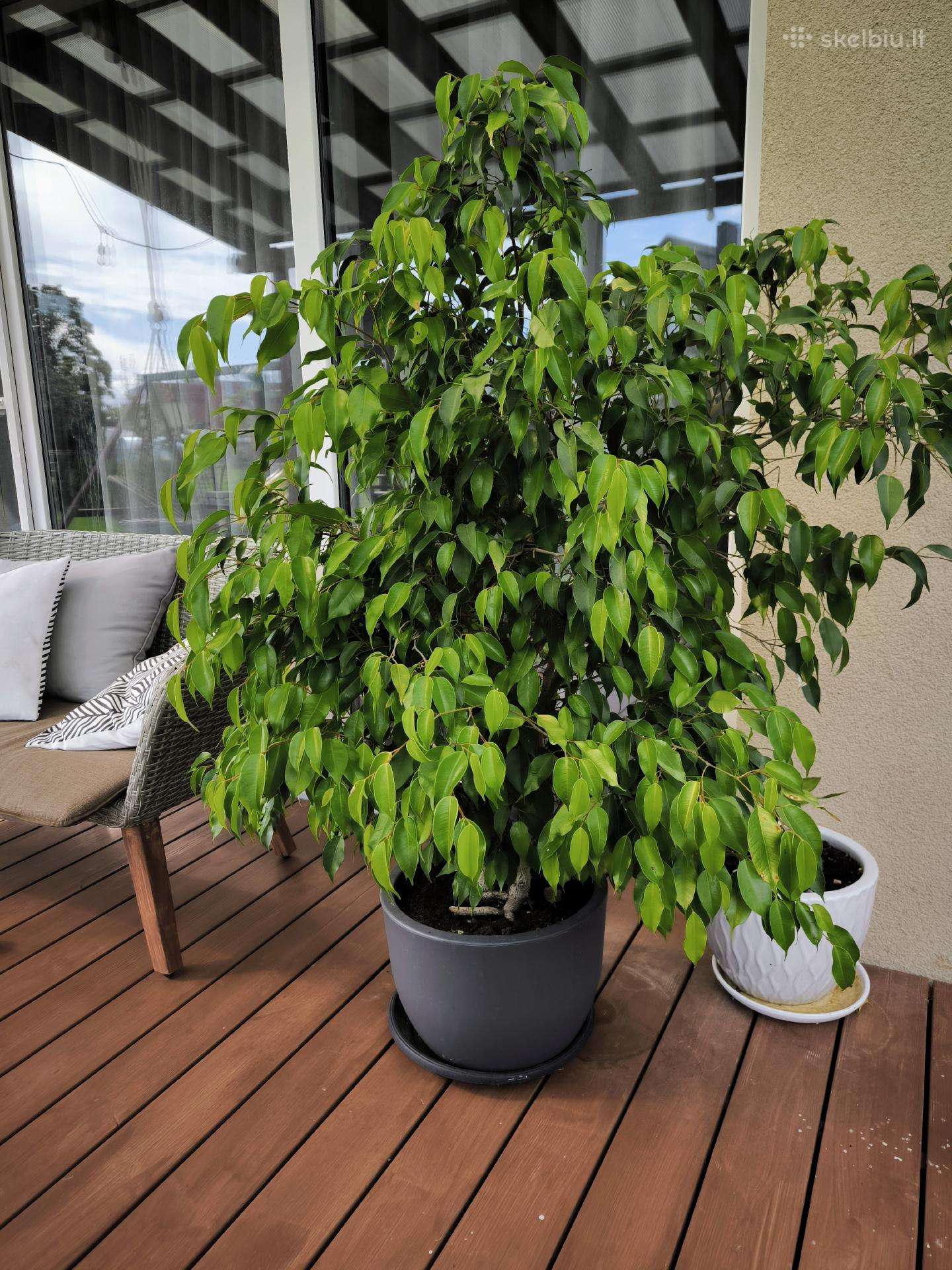 Parduodamas Benjamino fikusas. 137 cm.