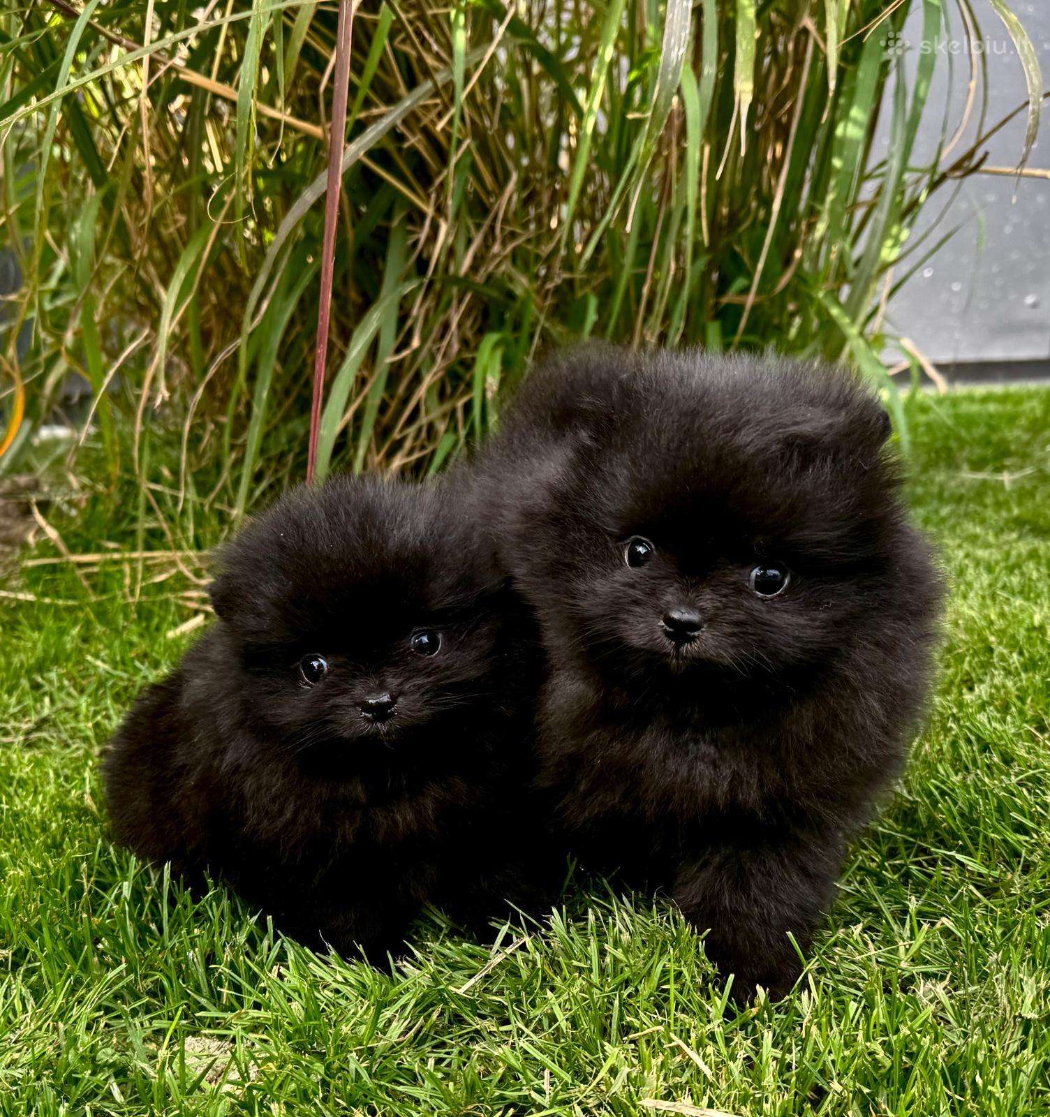 Mini pomeranijos špiciukės