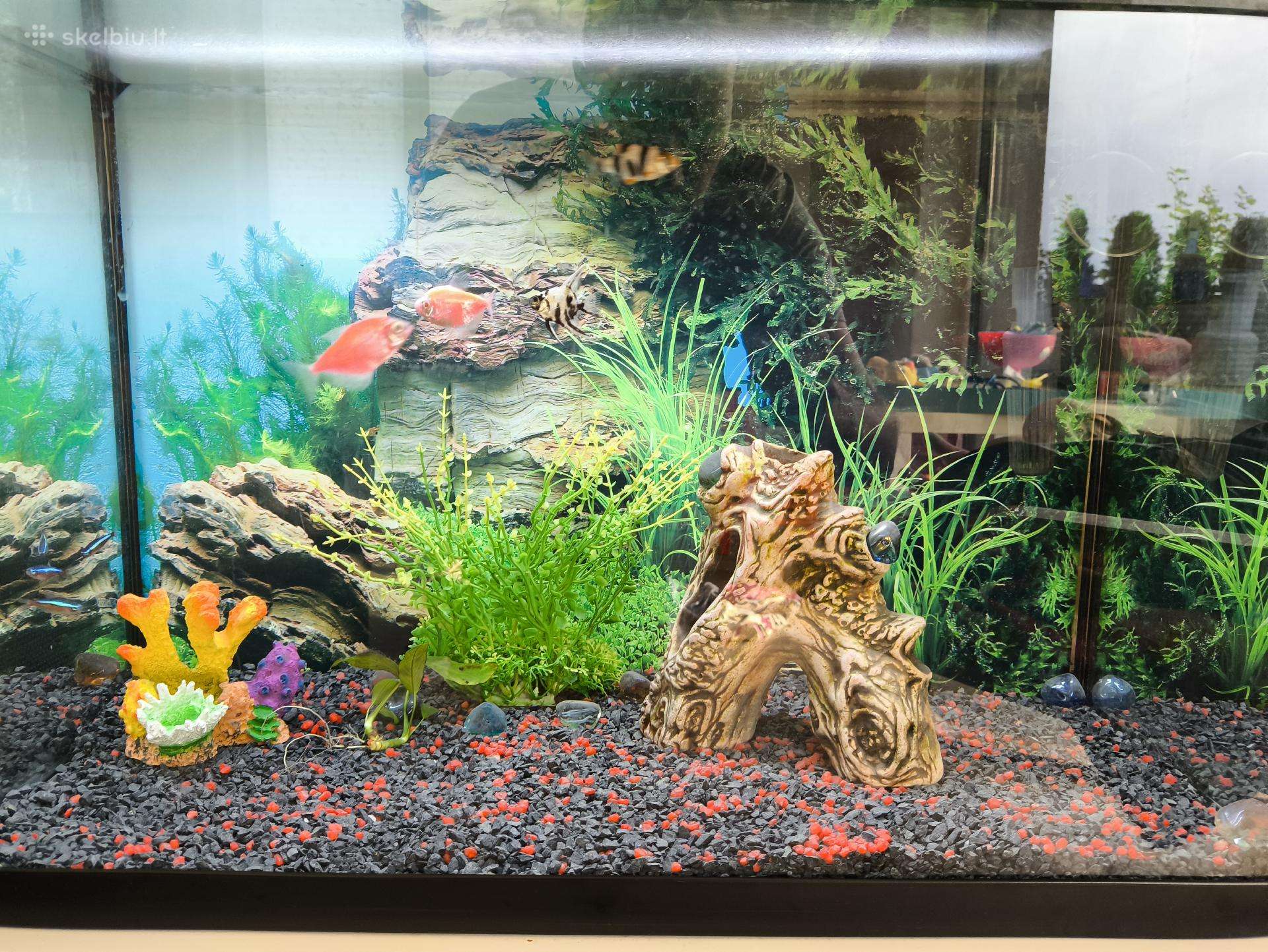 72l akvariumas su dangčiu ir išoriniu filtru