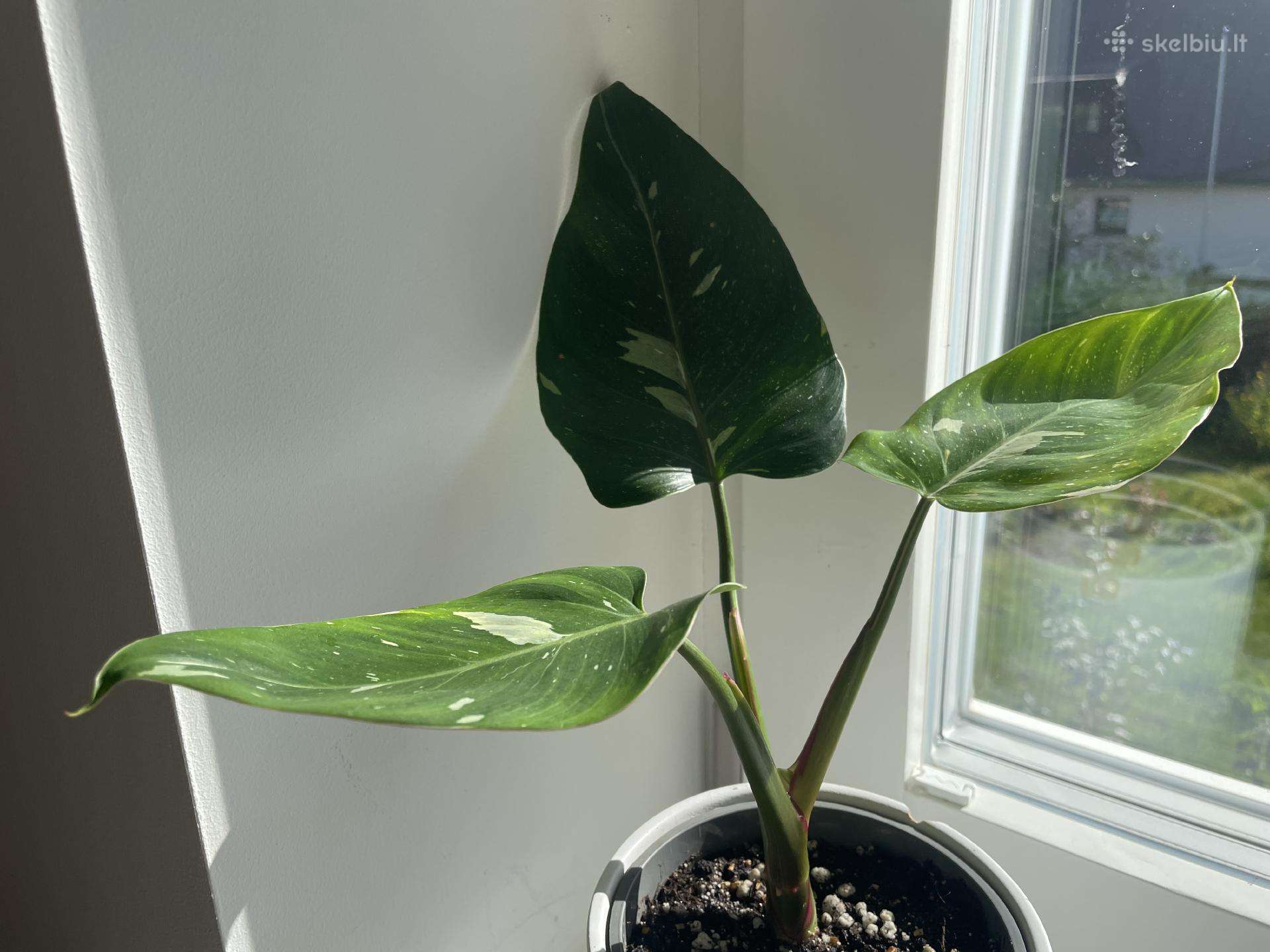 Philodendron White Wizard