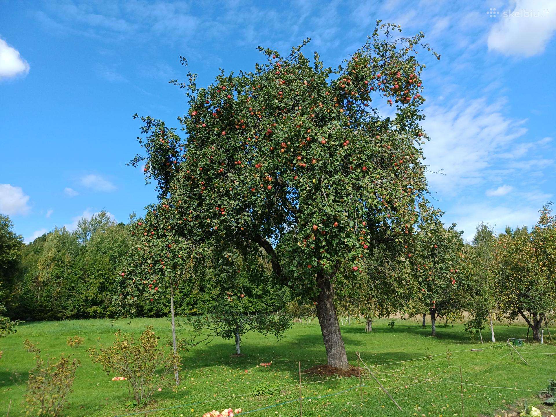 Obuoliai sultims