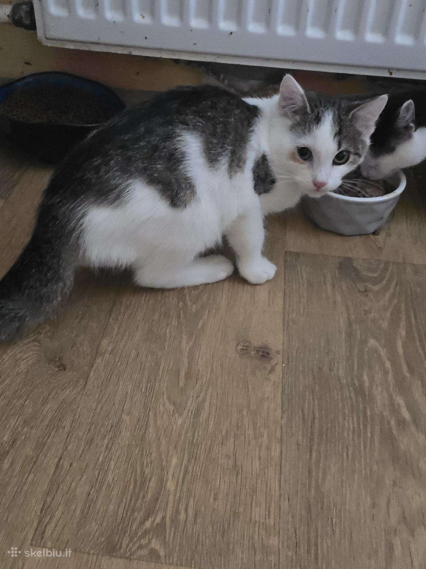 Bivas ieško namų