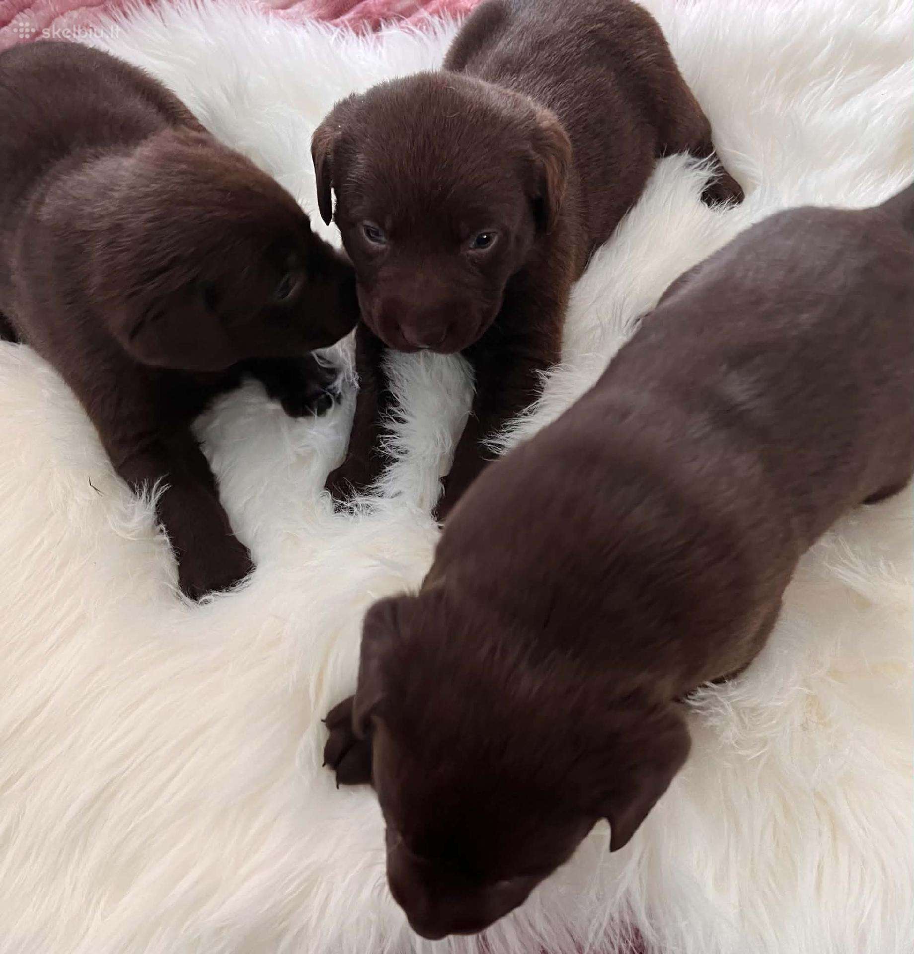 Rezervuojami Šokaladiniai Labradoro retriveriai.