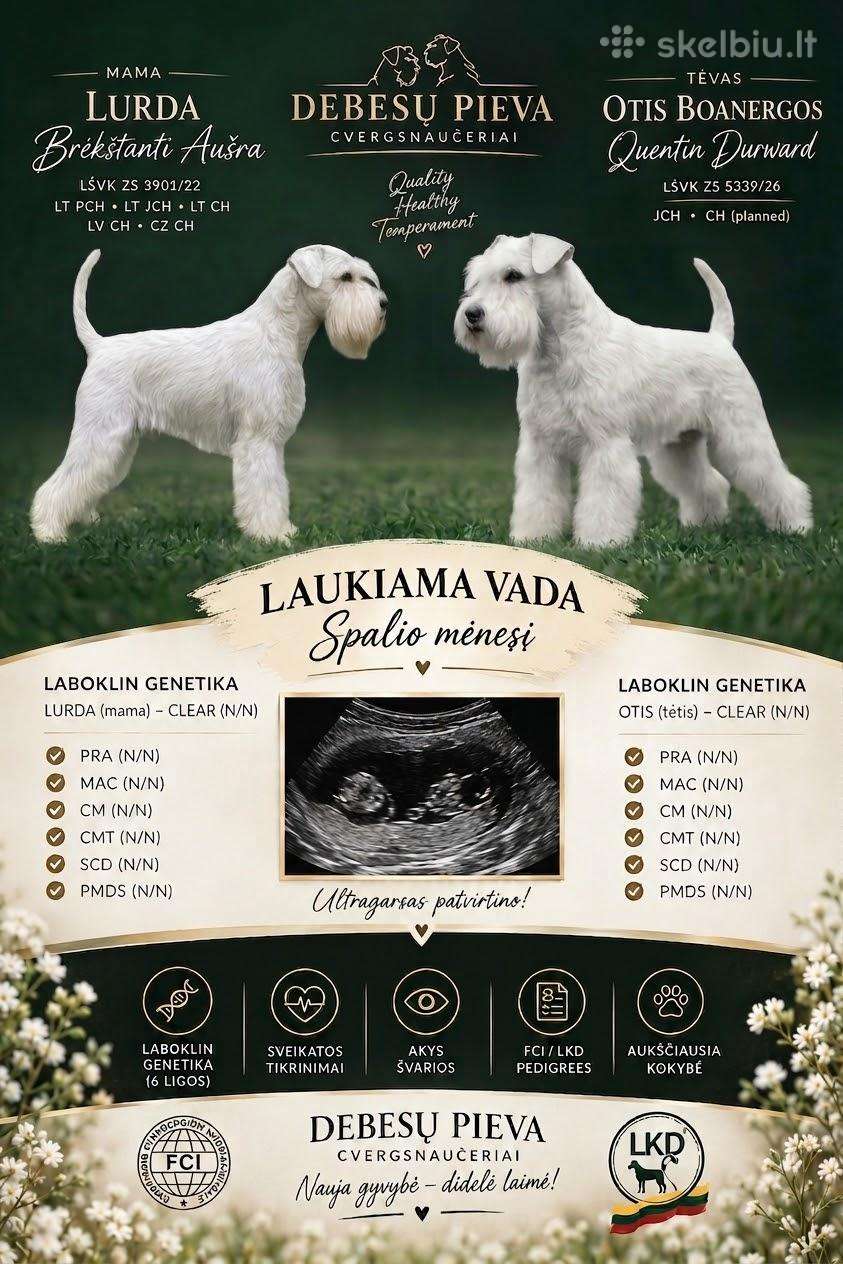 Laukiama Baltu Cvergsnaucerio suniuku vada!