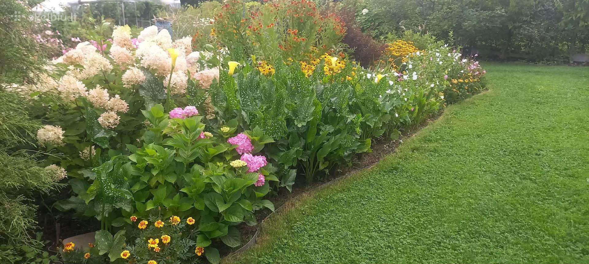 Daugiametės gėlės piliarožės, eleboras,rudbekija,