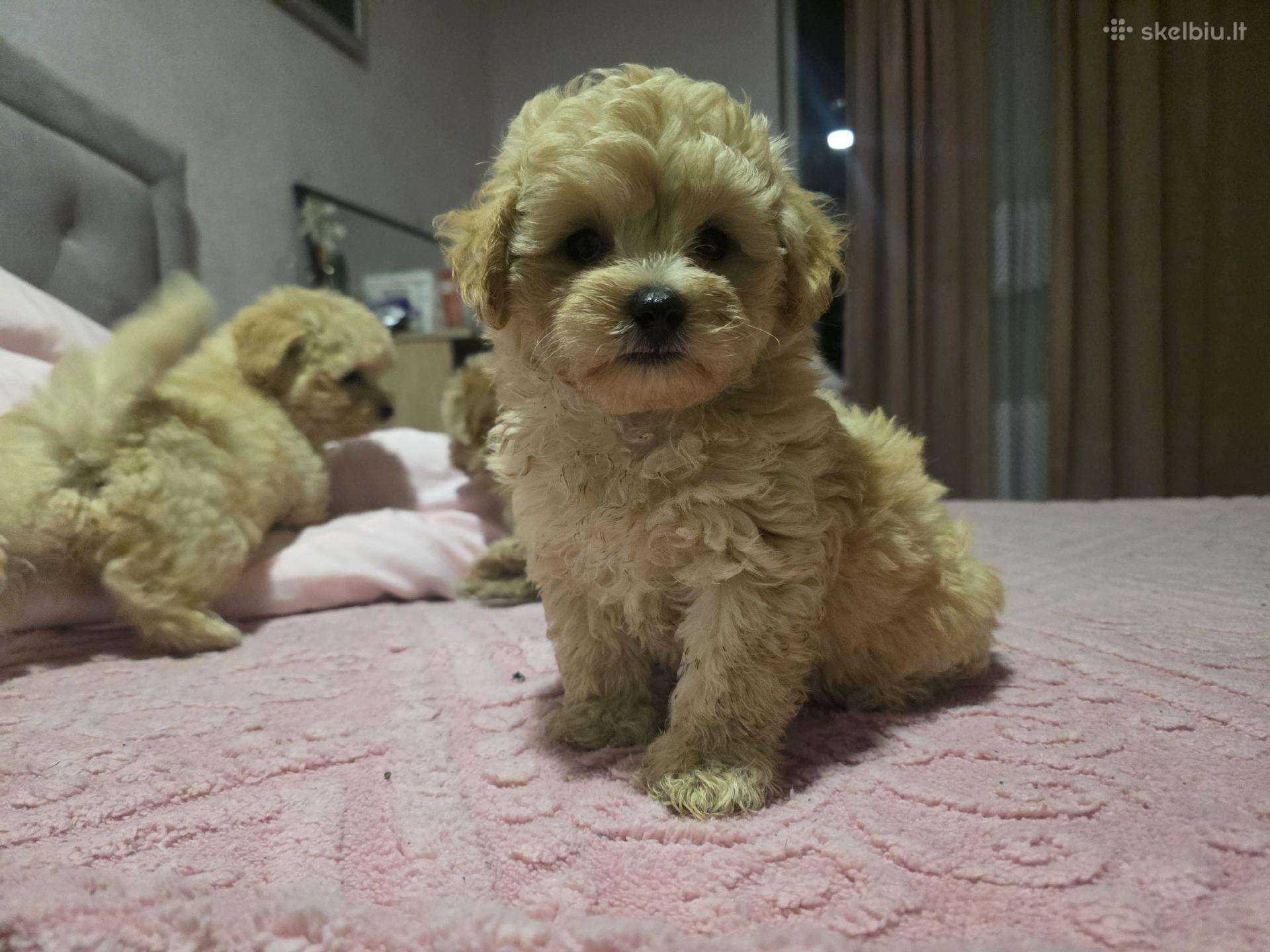 Maltipoo