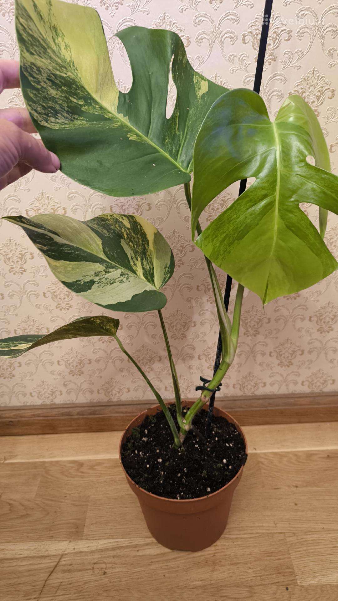 Monstera deliciosa Aurea, visas augalas