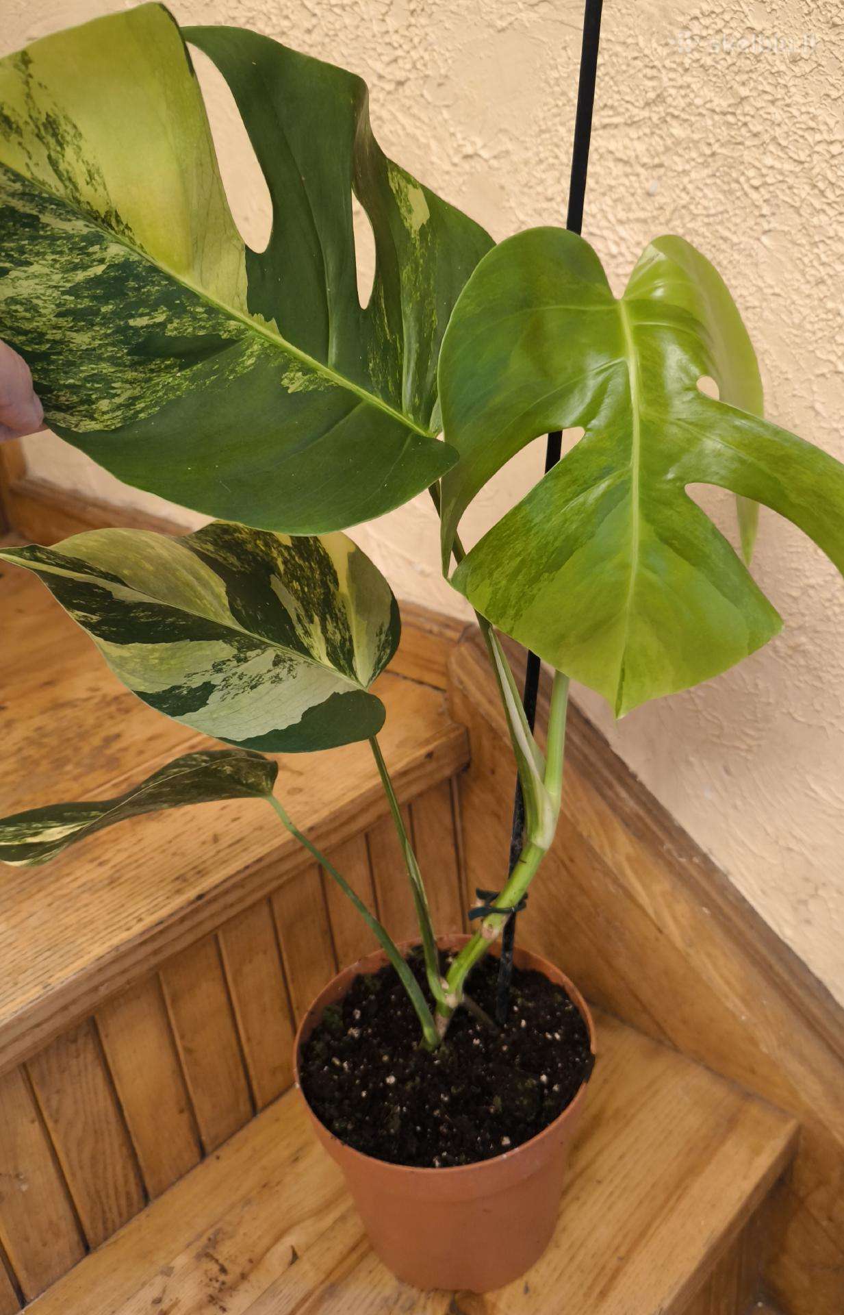 Monstera deliciosa Aurea, visas augalas
