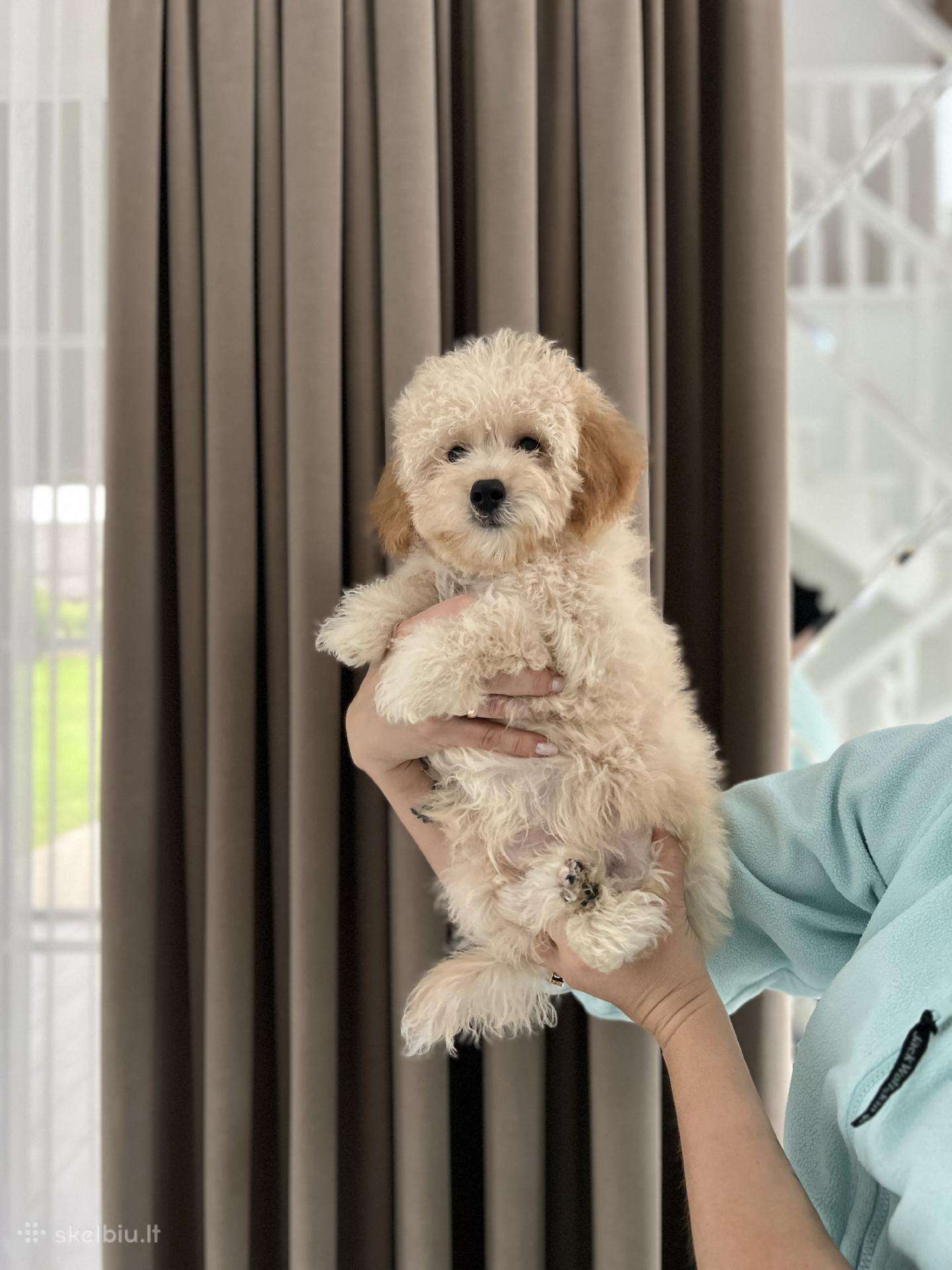 Maltipoo