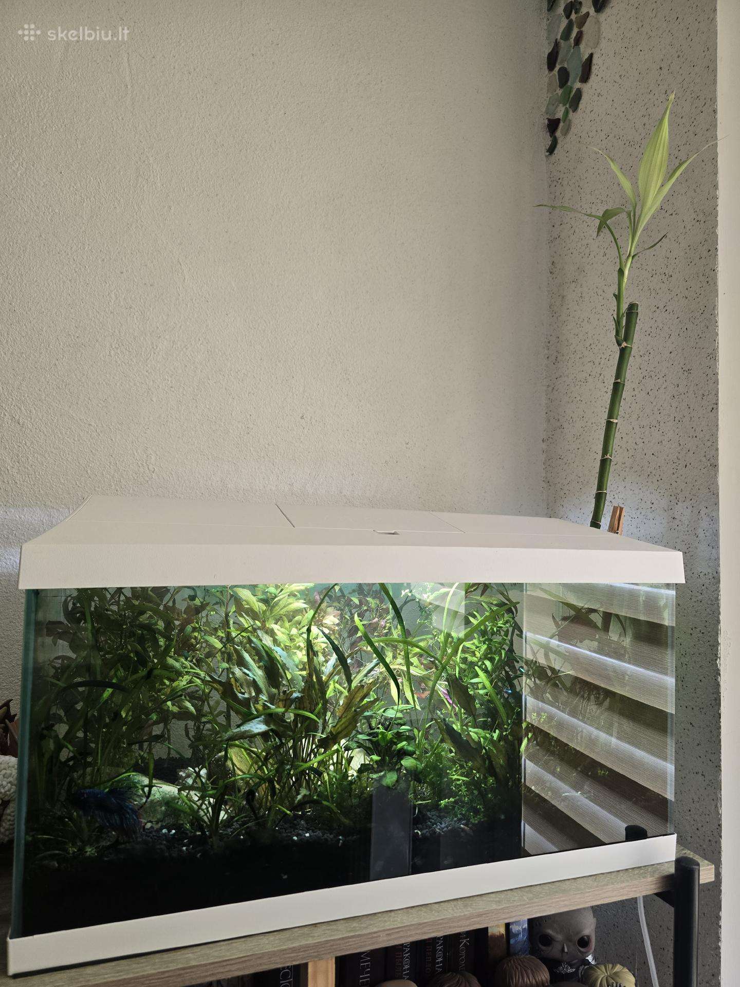 Parduodamas pilnas akvariumas su augalais