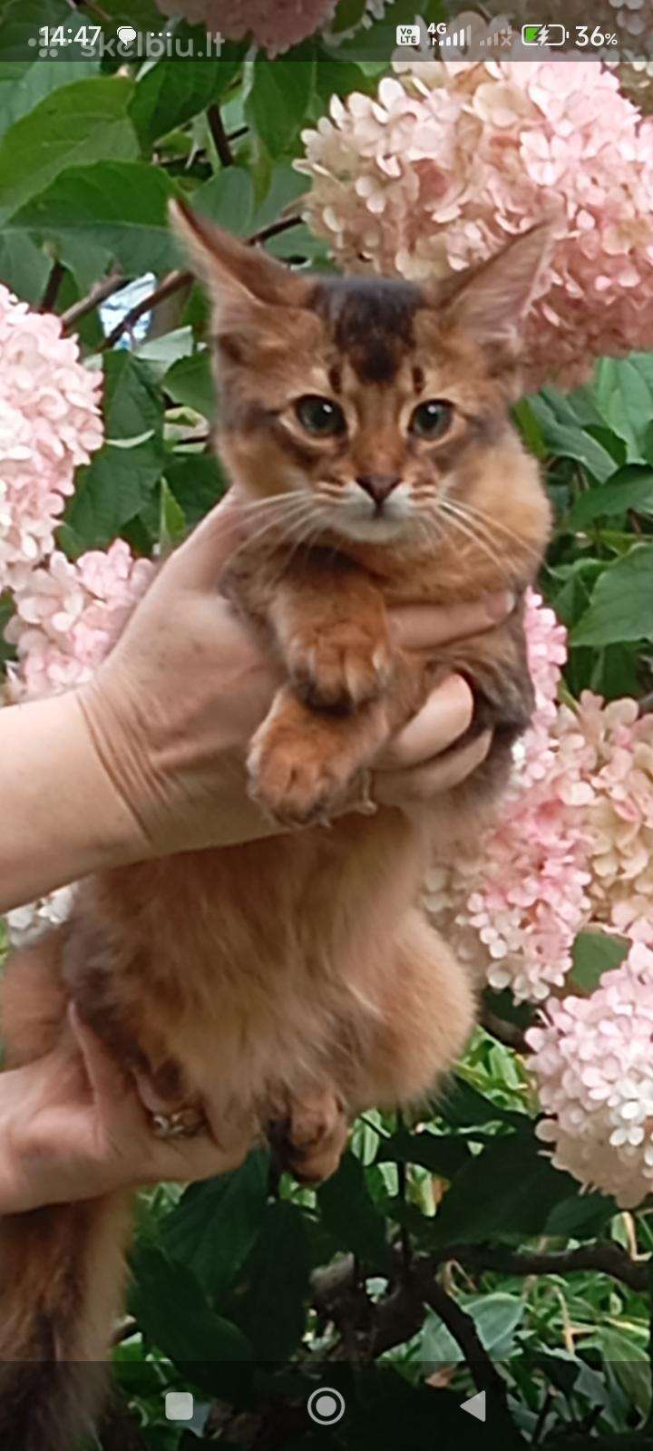 Somali cat