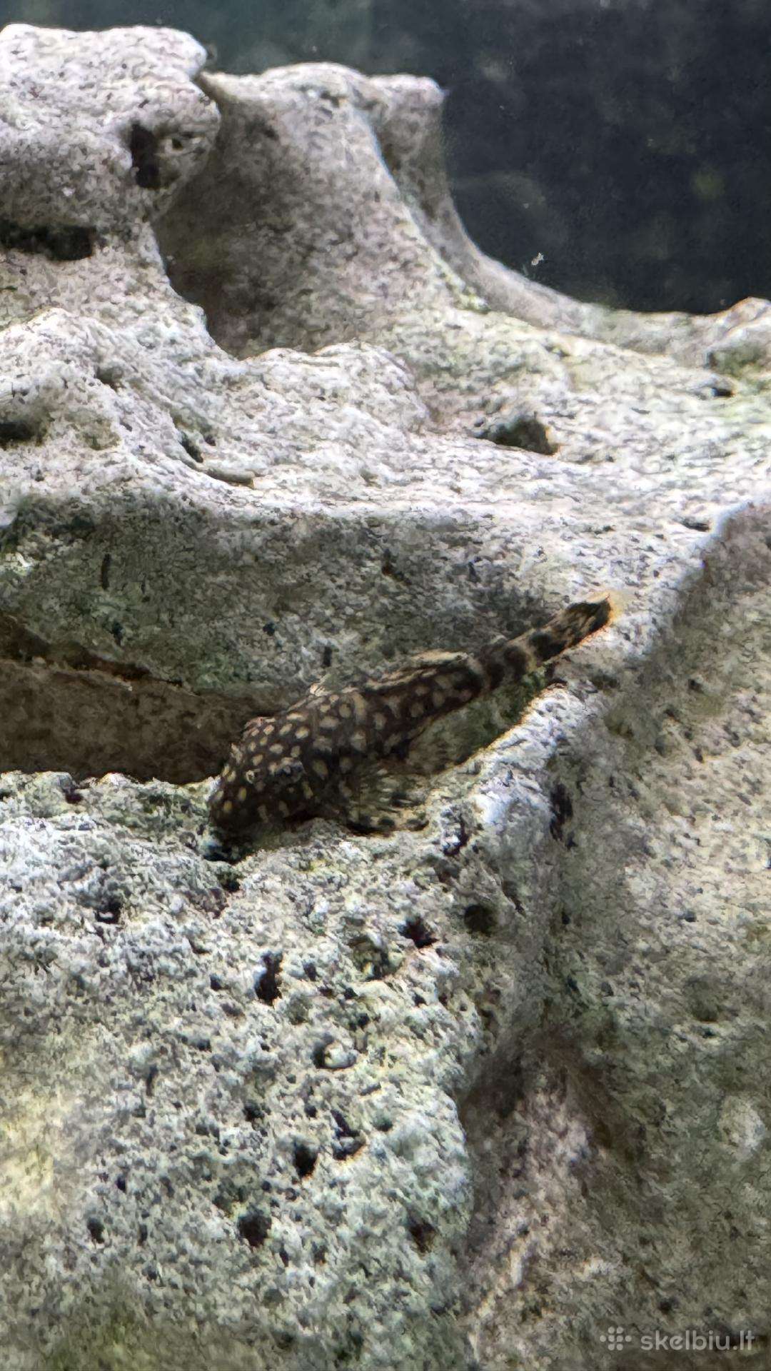 Parduodami jauni Ancistrus šamukai