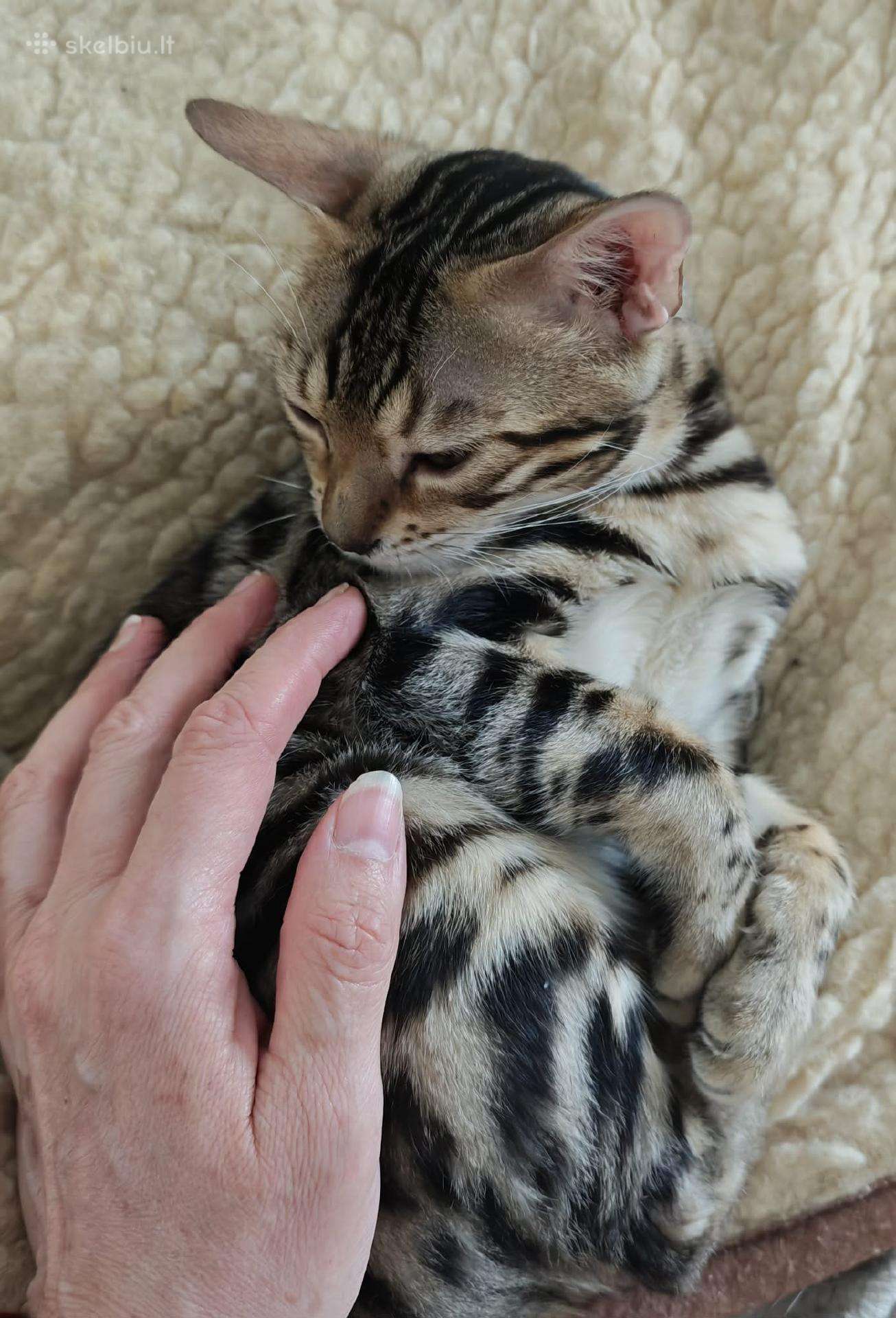 Išskirtinio grožio klasikinio rozečių rašto Bengal