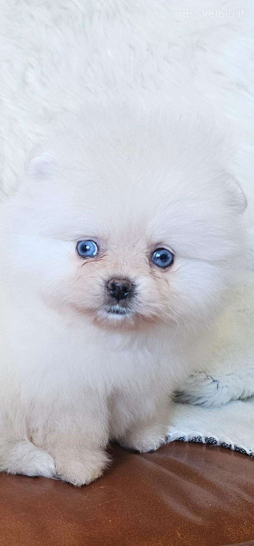 Liko 1 Merg ir bern mini babyface Boo špiciukai