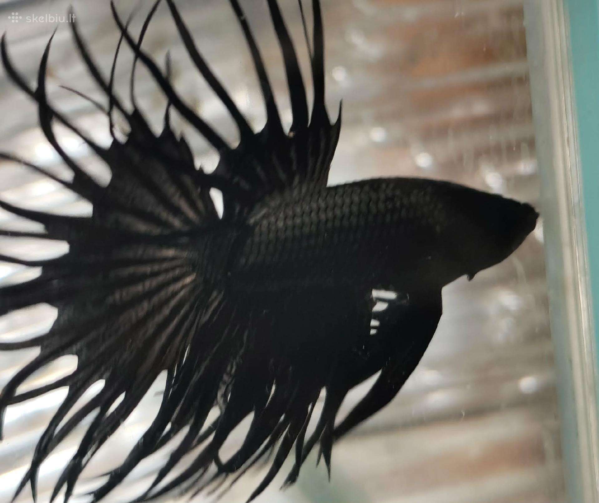 Akvariuminės žuvytės, maistelis ir įranga pigiau