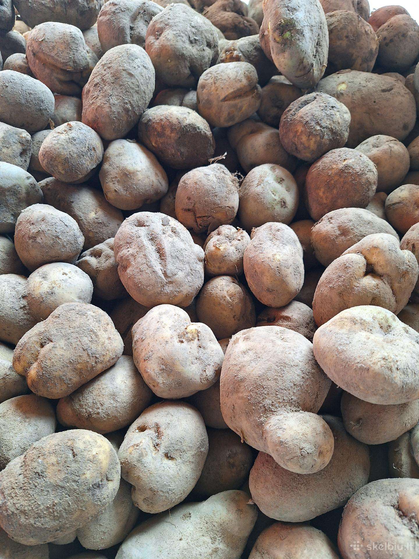 Didelios maistines bulves nekondicines