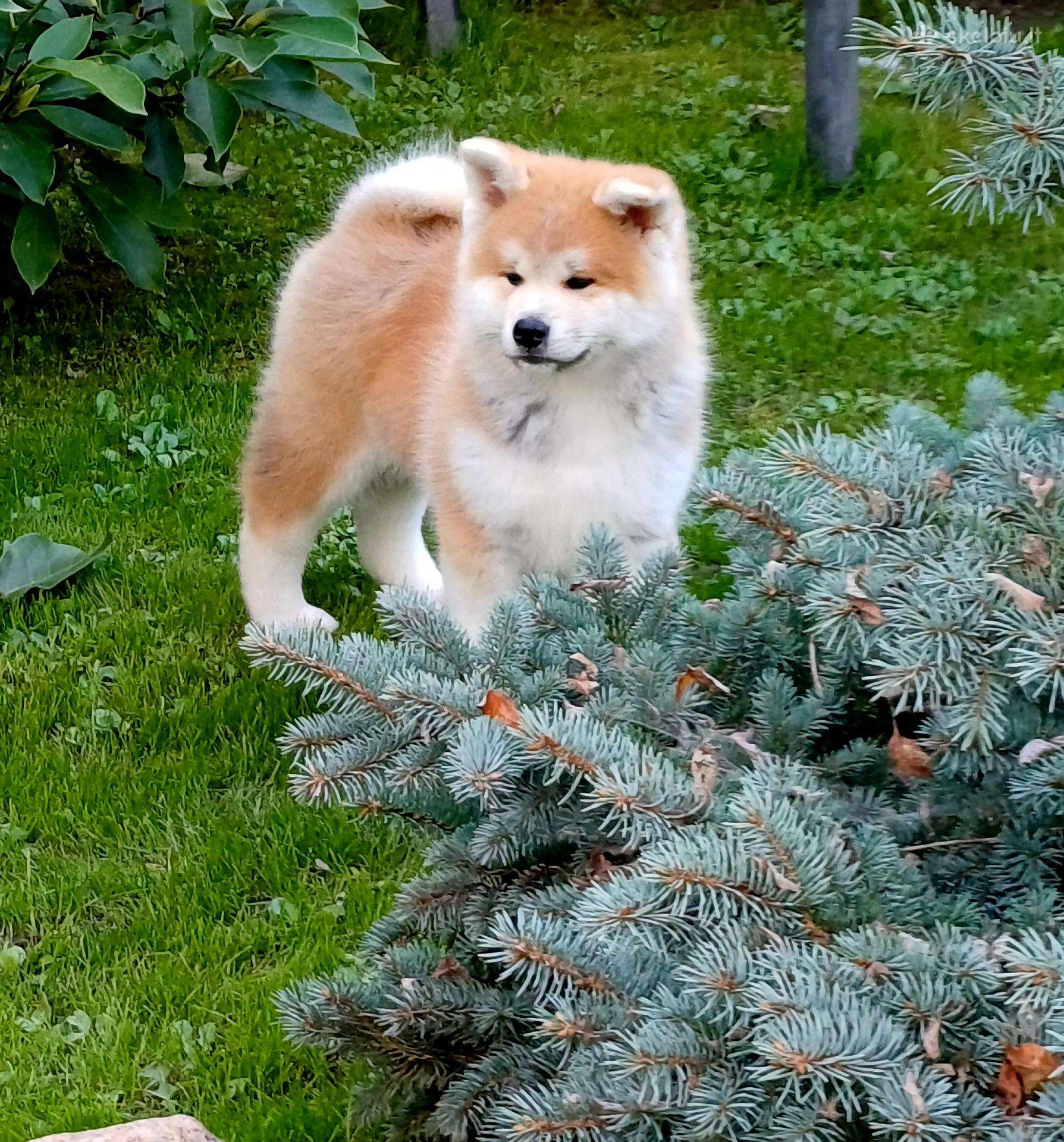Akita