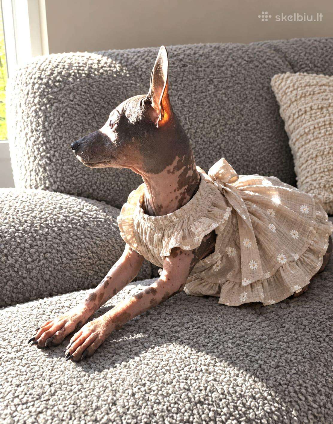 American Naked Terriers