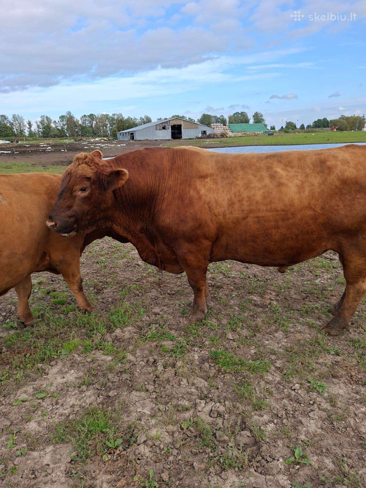 Parduodu angus reproduktorių