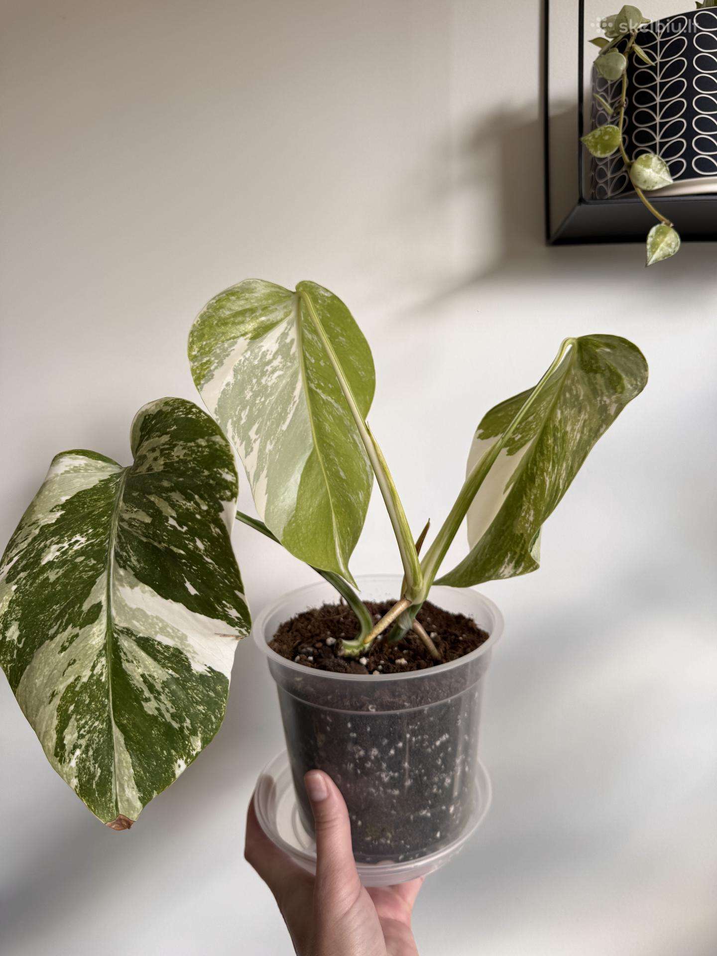 Monstera Birsigiano Alba Variegata