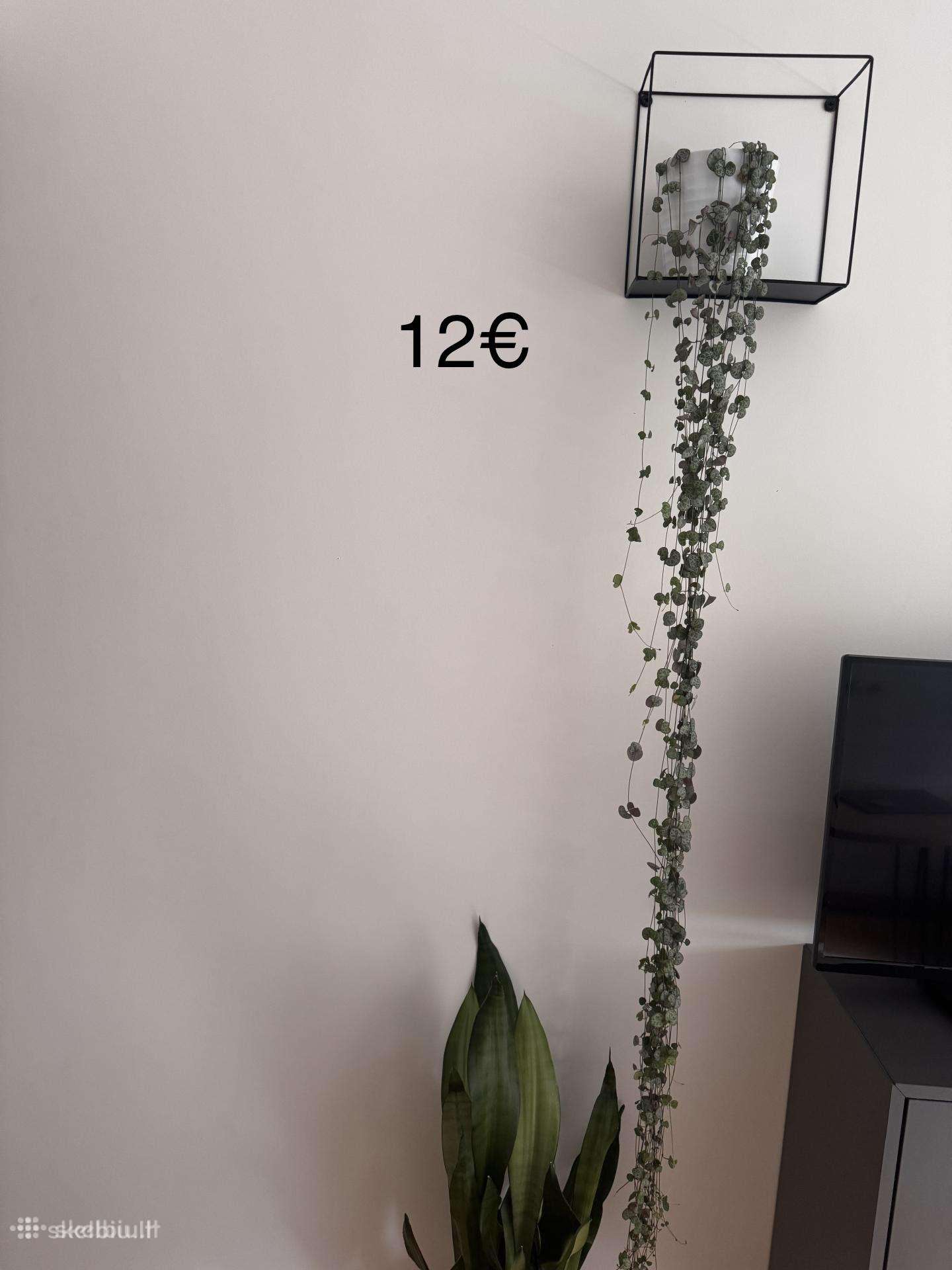 Gėlė “Ceropegia Woodii