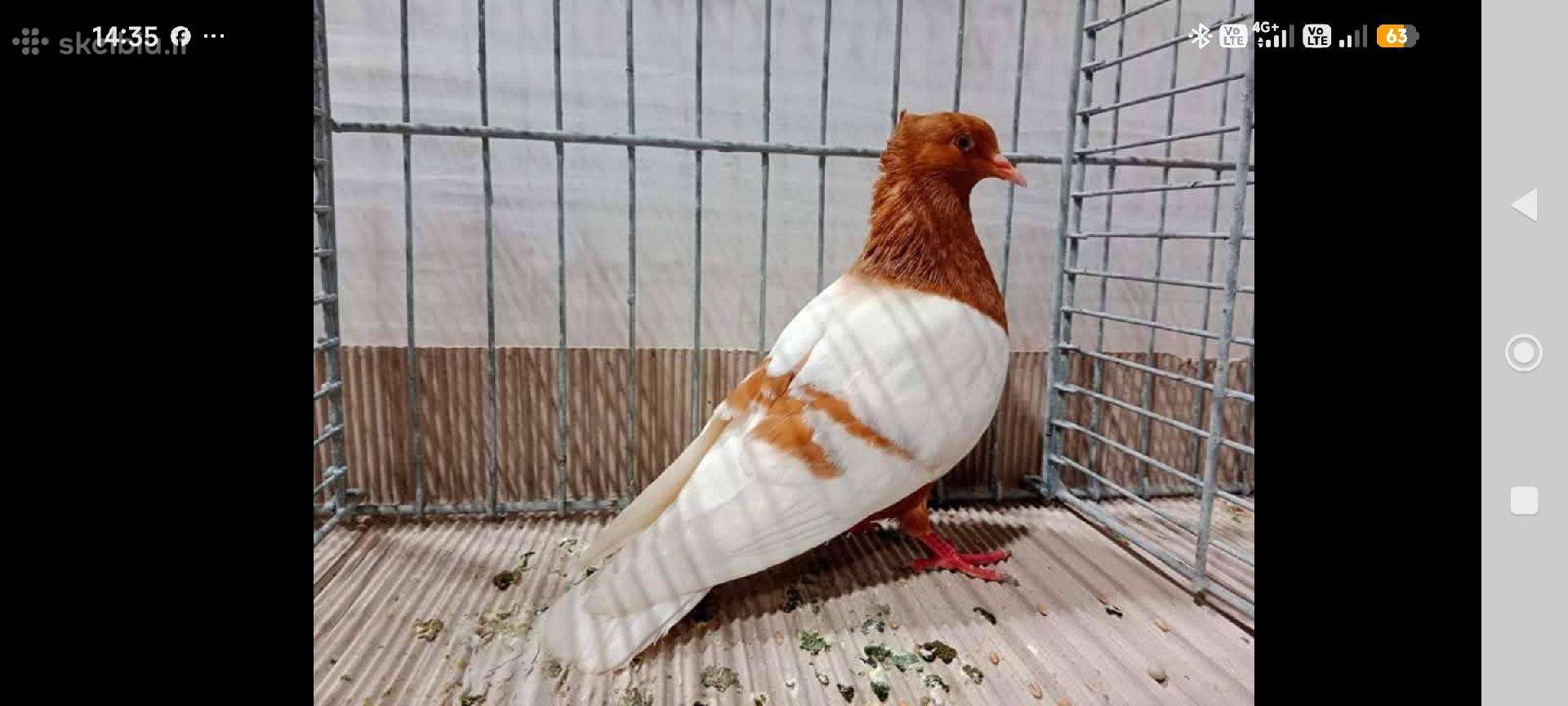 Sniegenos