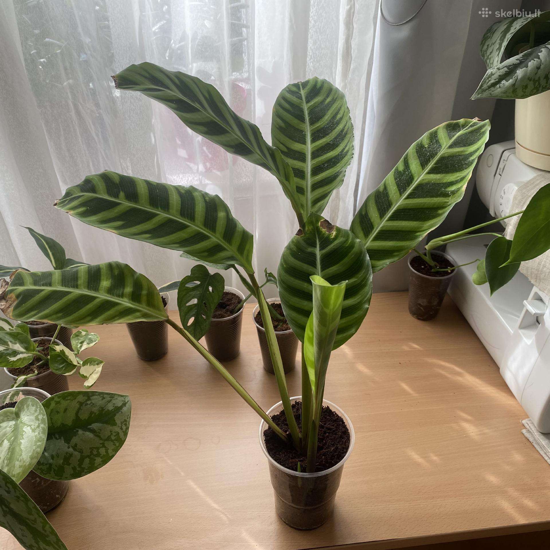 Calathea zebrina