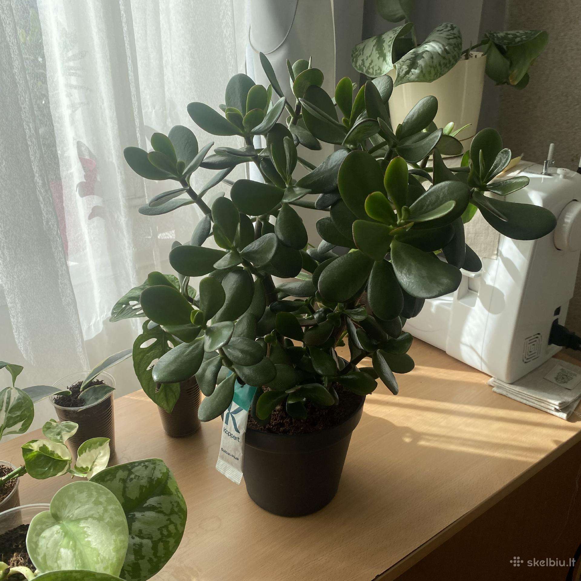 Crasula
